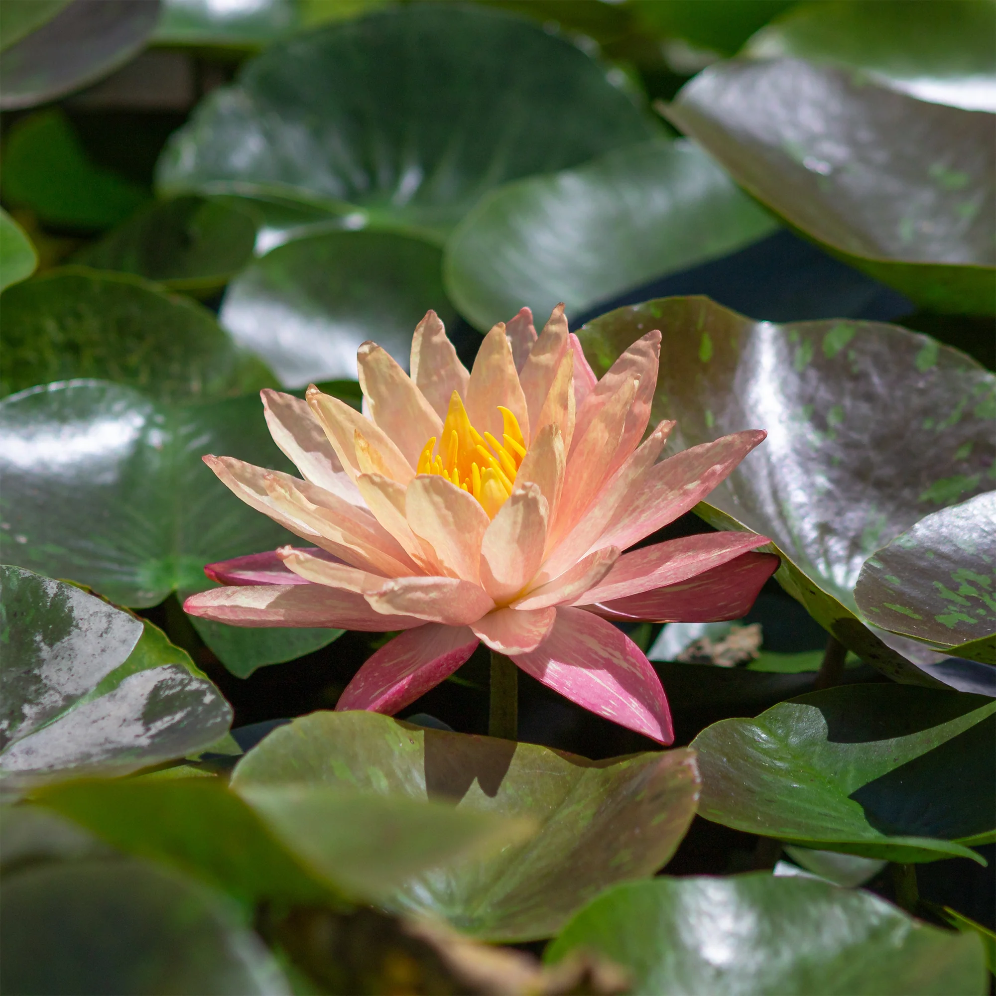 Waterlelie 'Wanvisa'