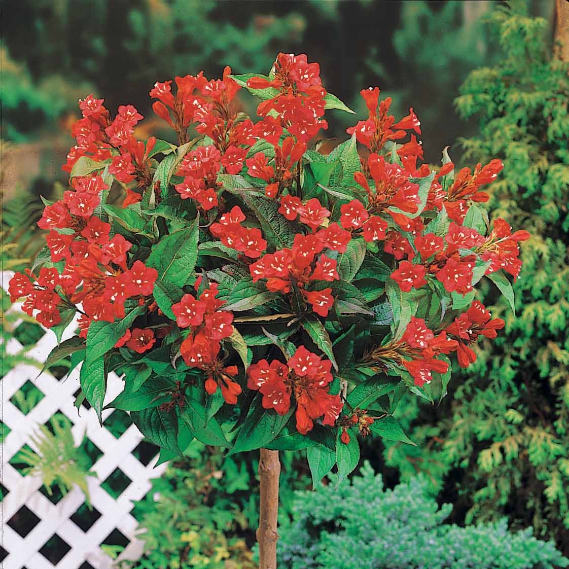 Weigelia 'Bristol Ruby' op stam