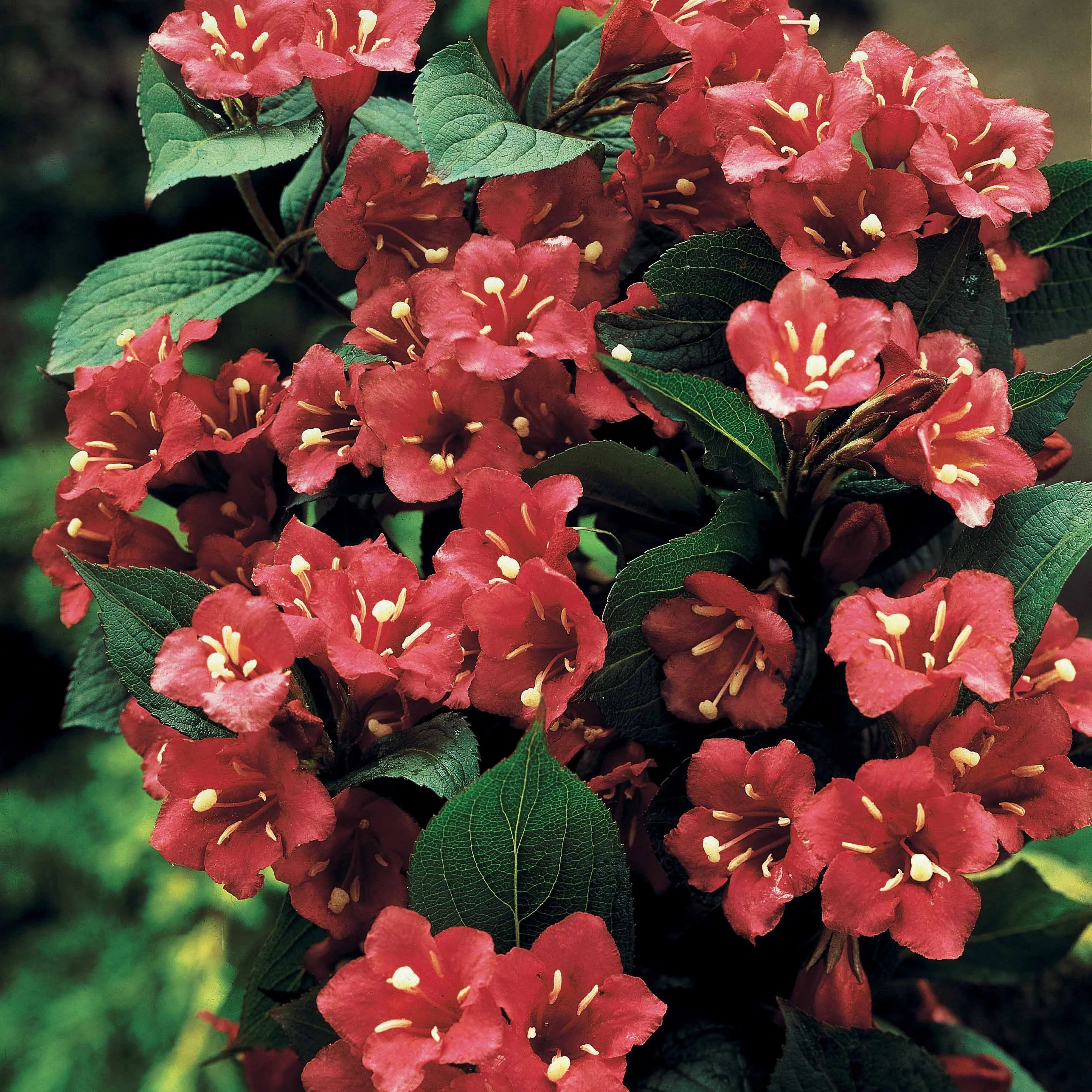 Weigelia 'Bristol Ruby' op stam - Image 2