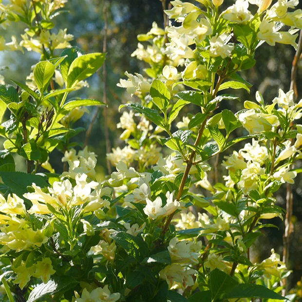 Weigelia - geel