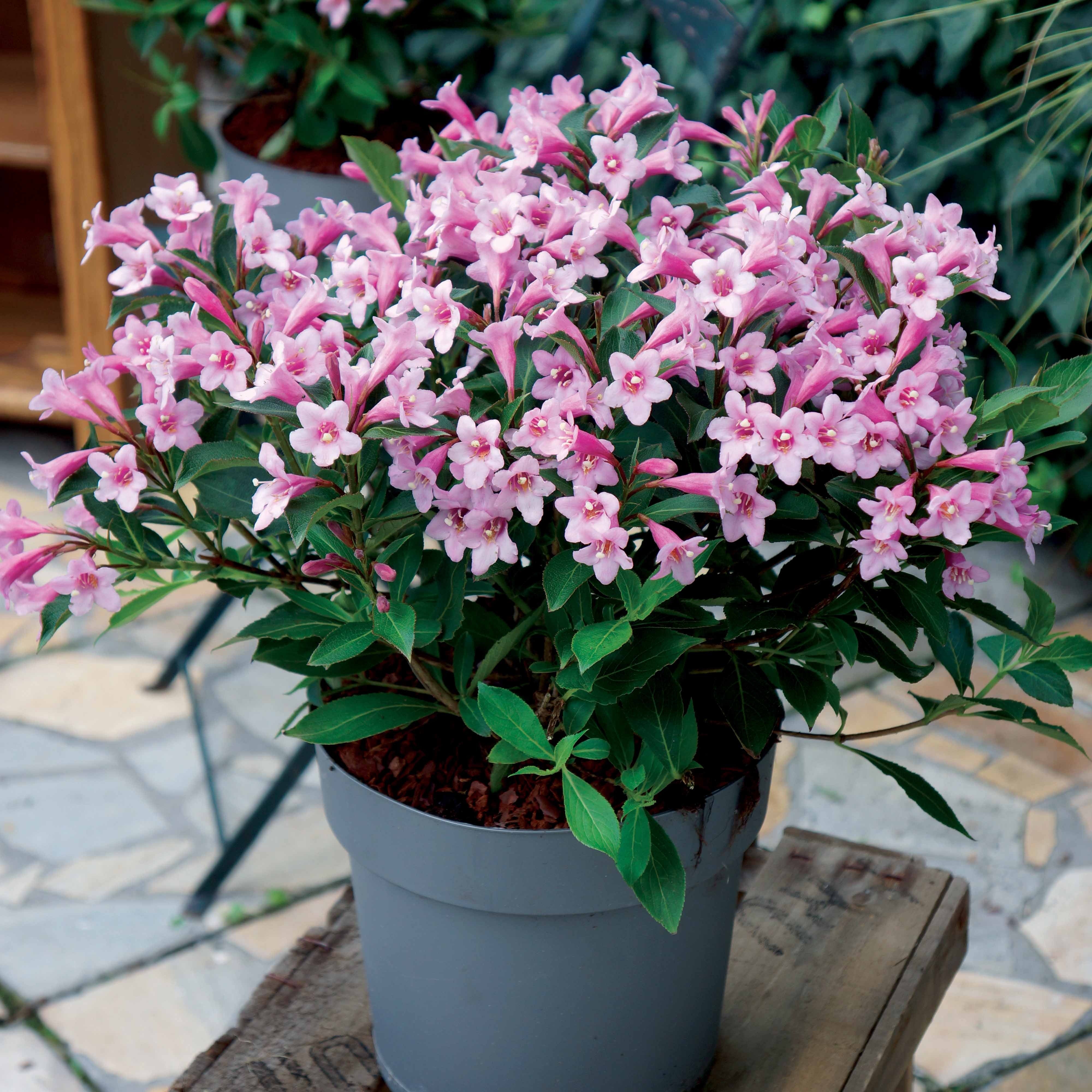 Weigelia 'Pink Poppet'