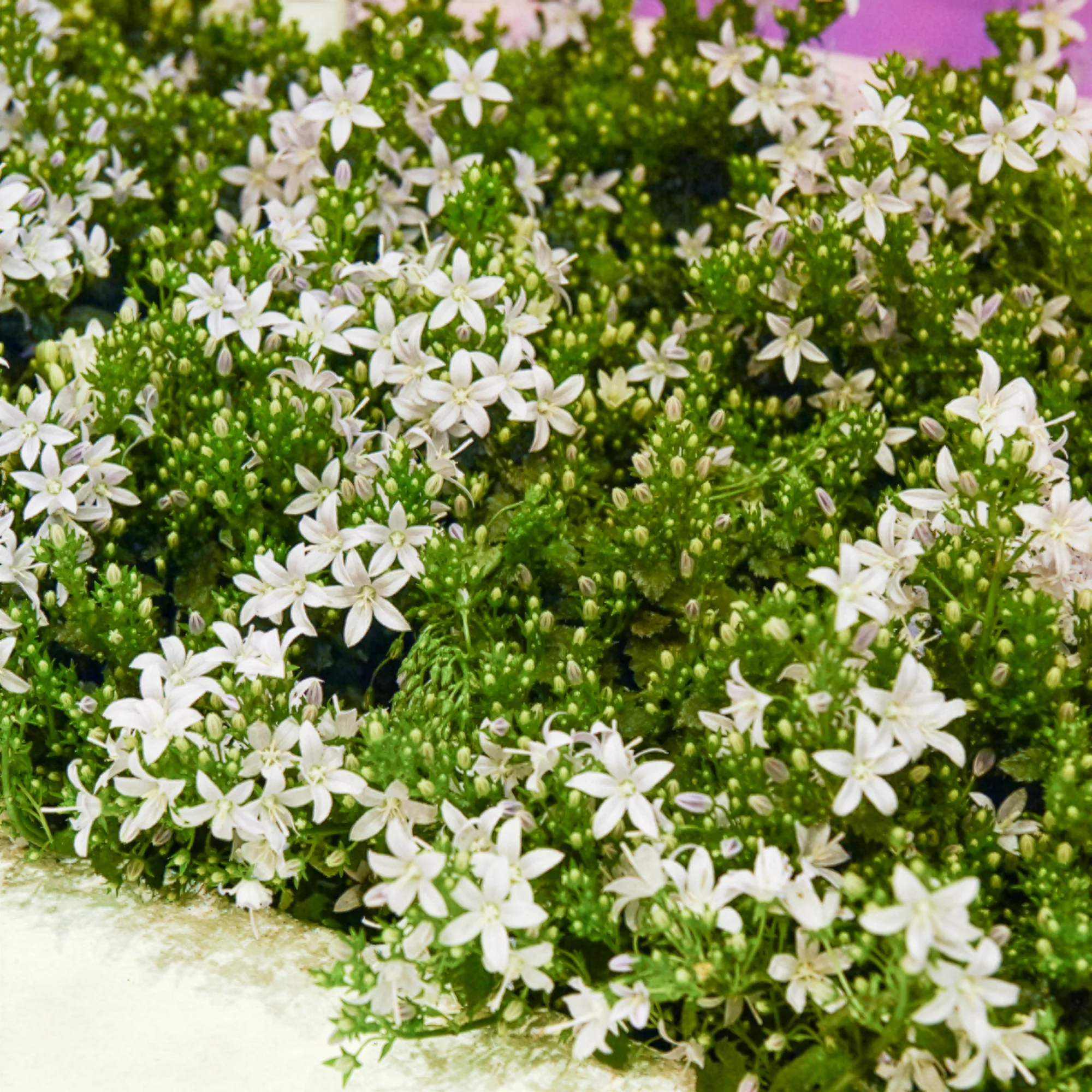Weiße Polster-Glockenblume - Image 2