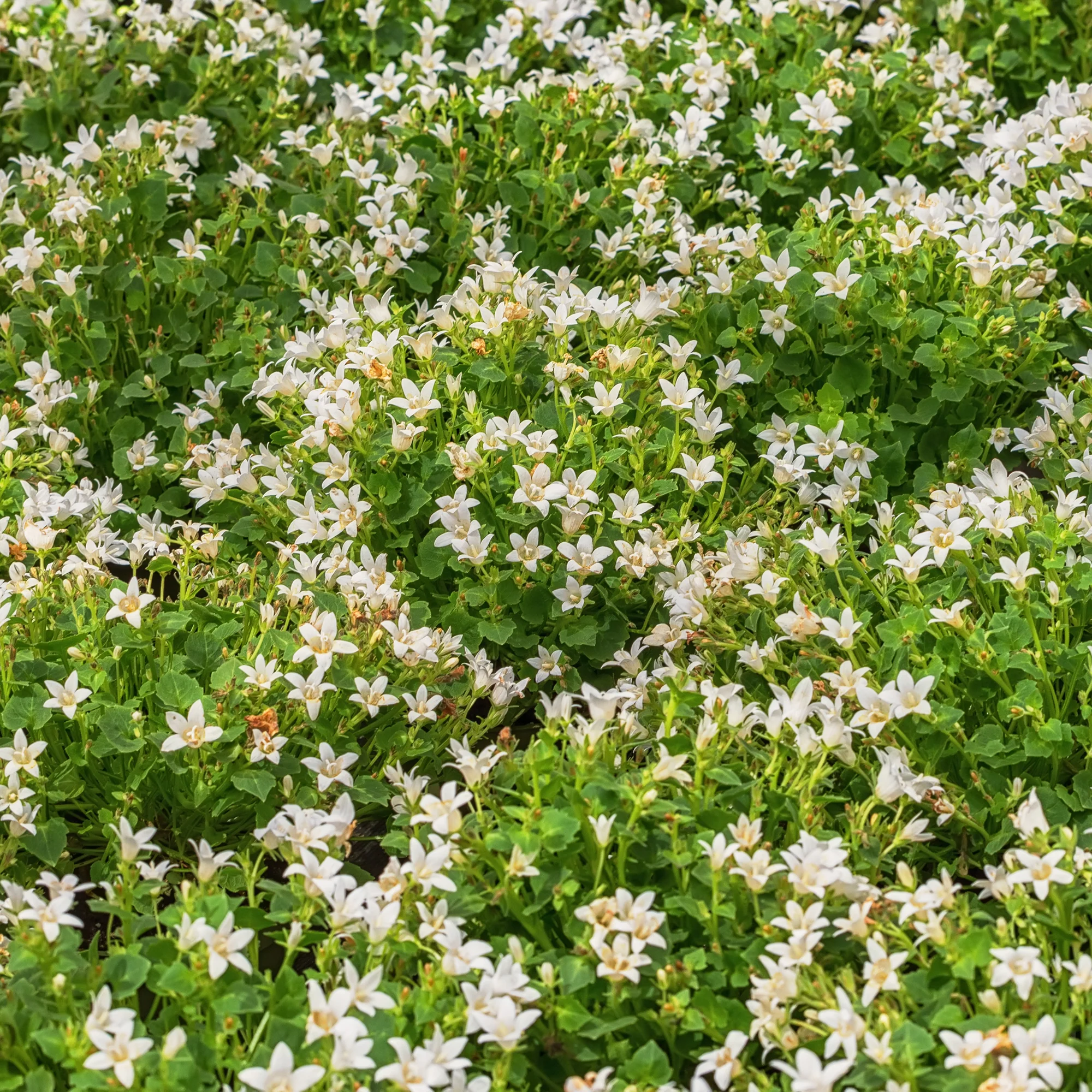 Weiße Polster-Glockenblume - Image 3