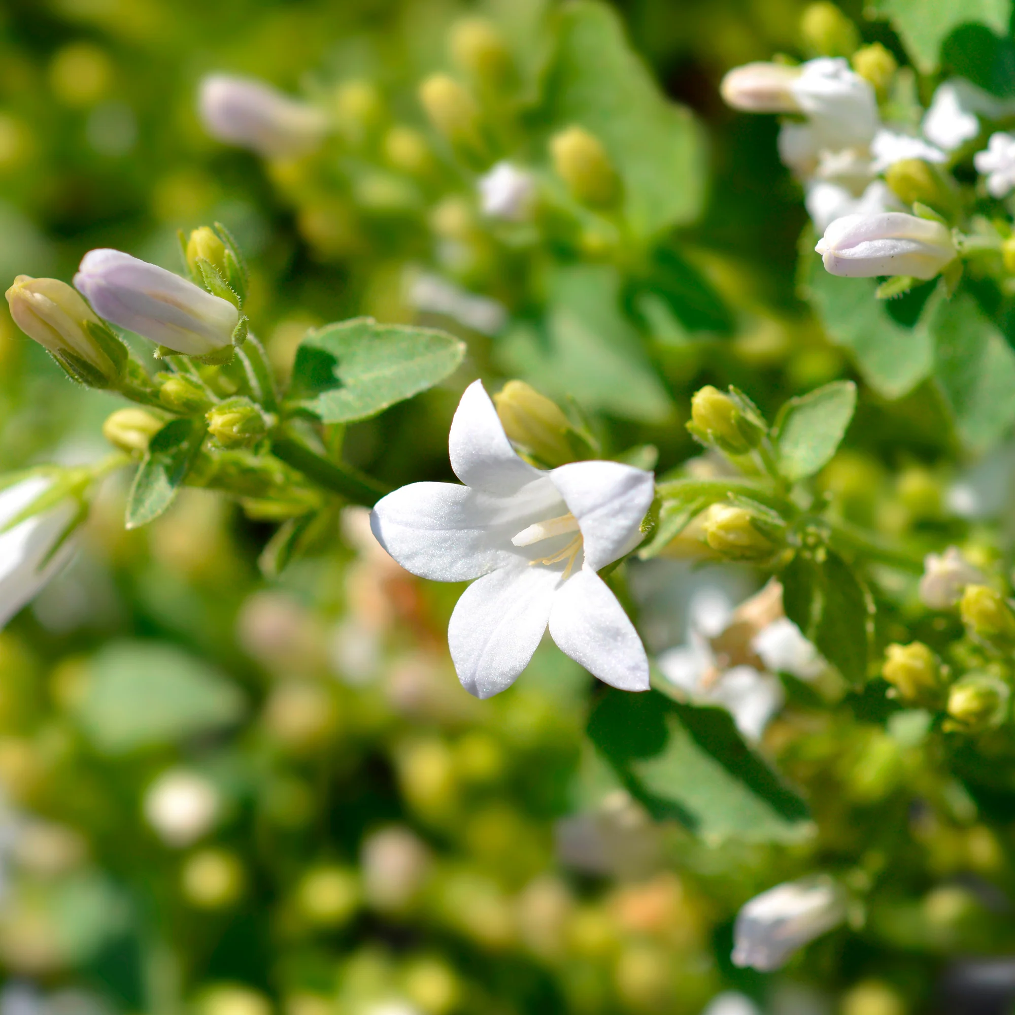 Weiße Polster-Glockenblume - Image 4