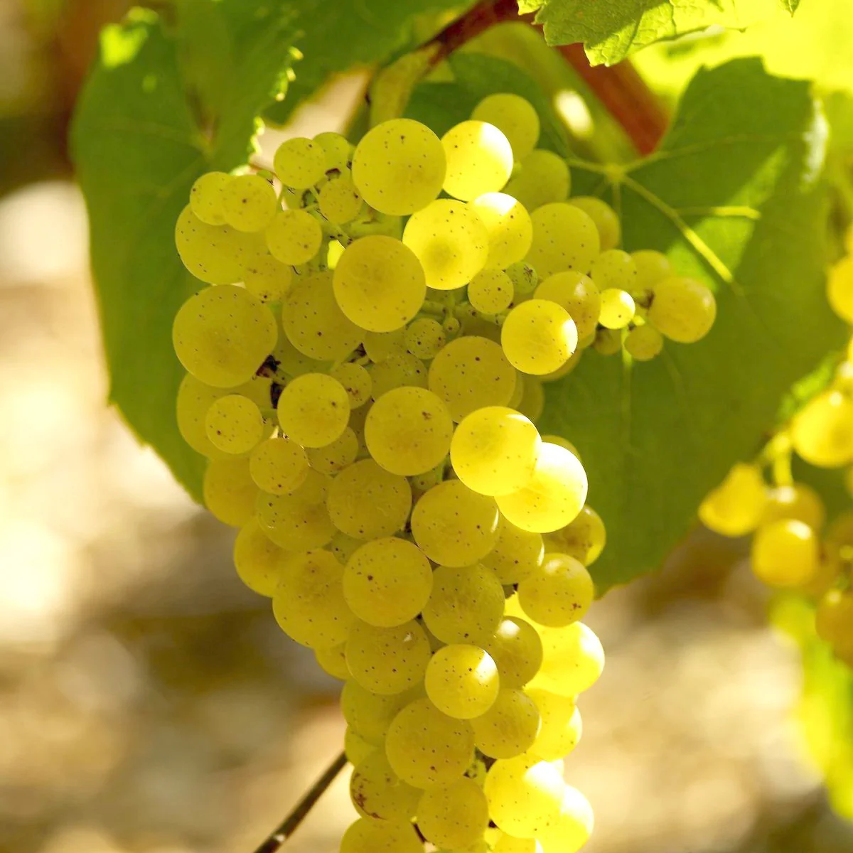 Wijndruiven Mix 'Pinot' + 'Merlot' + 'Chardonnay' - Image 2