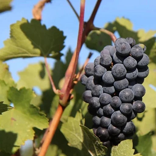 Wijndruiven Mix 'Pinot' + 'Merlot' + 'Chardonnay' - Image 3