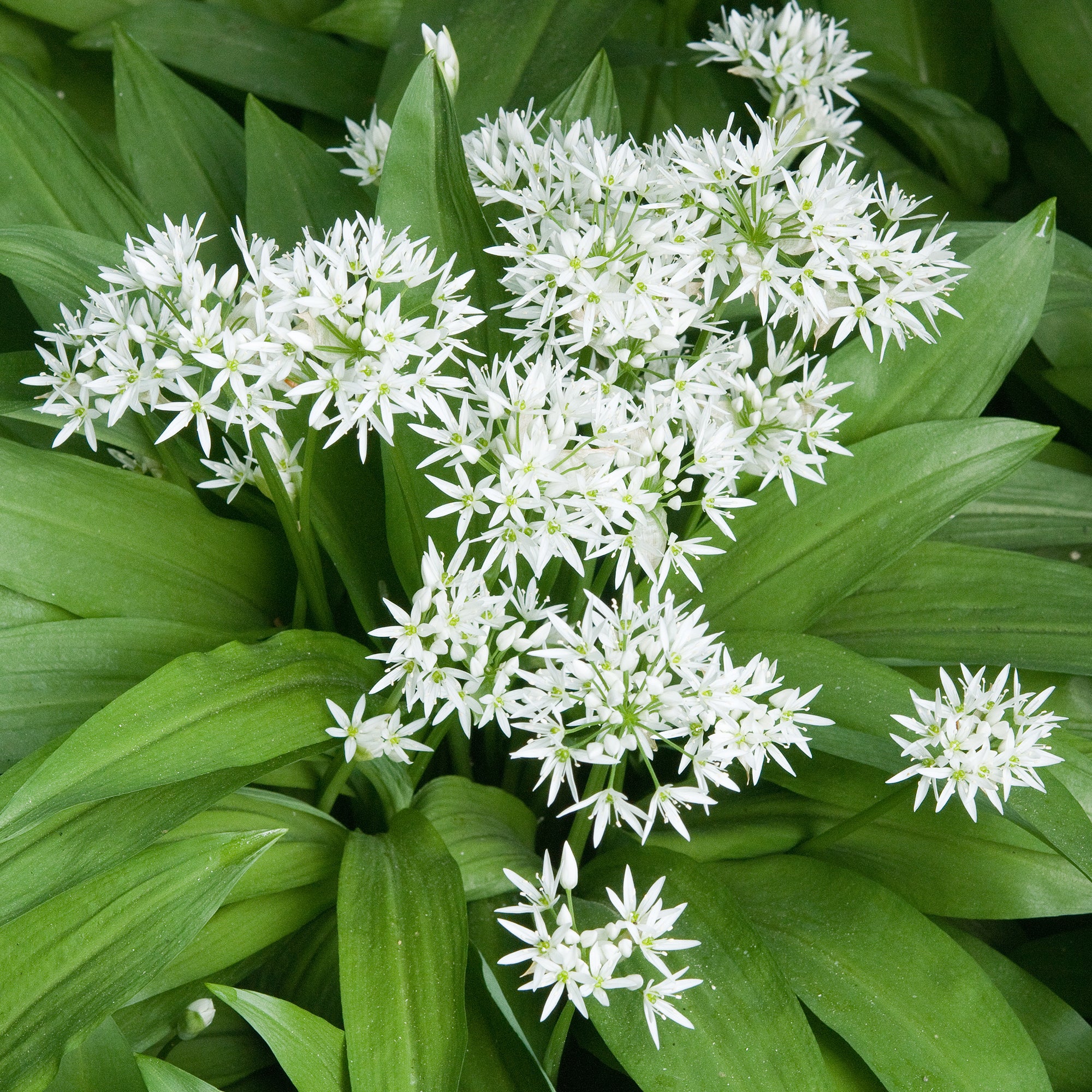 Wilde knoflook