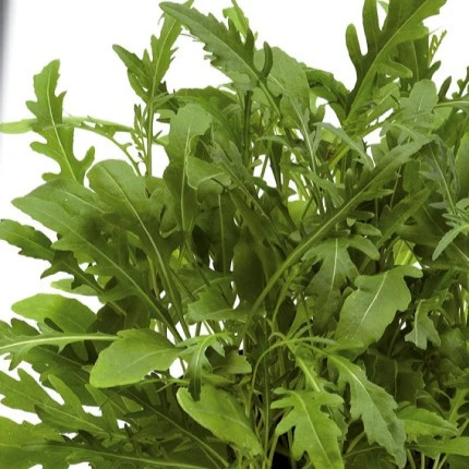 Wilde Rucola Sylvetta (Wild Rocket)