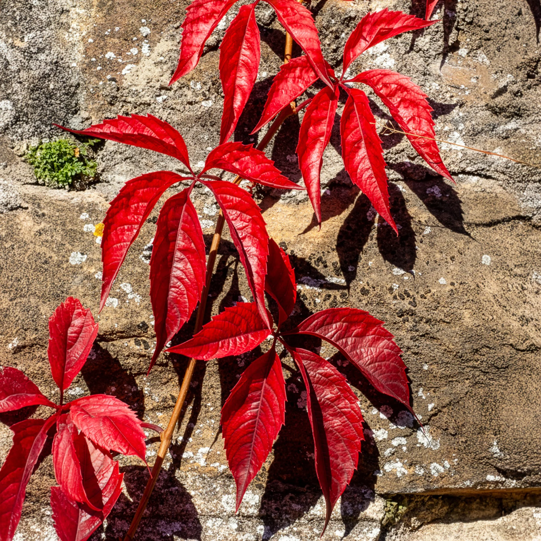 Wilde Wingerd  Red Wall