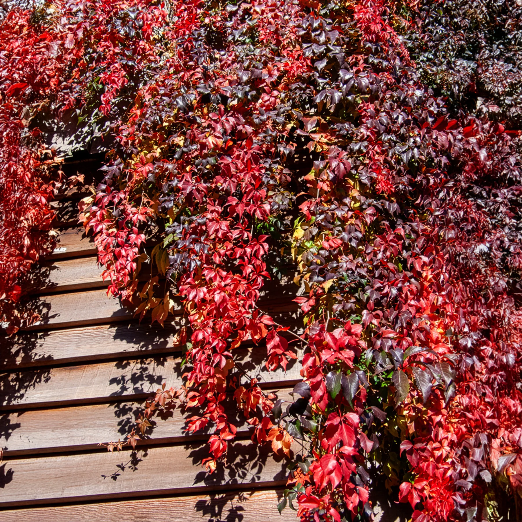 Wilde Wingerd  Red Wall - Image 2