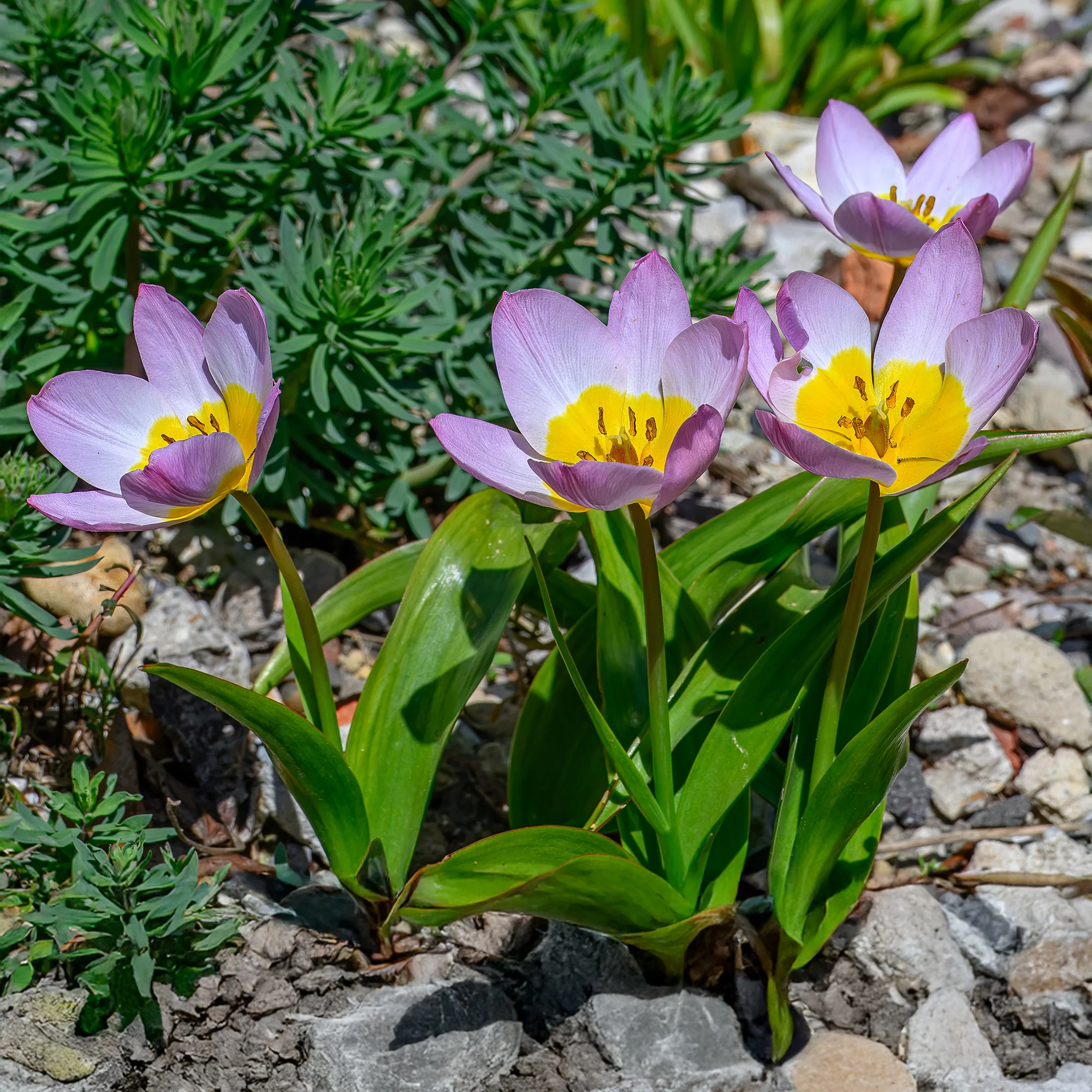 Wildtulpen Bakeri Lilac Wonder (x10)