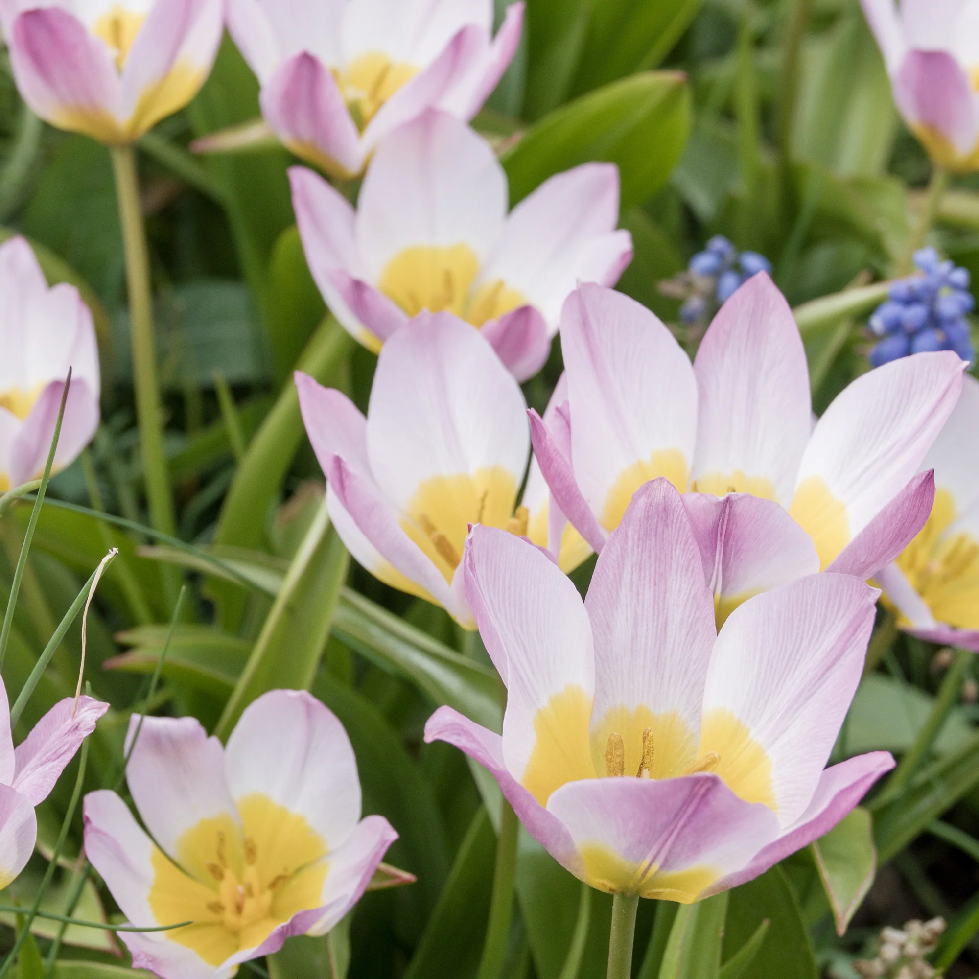 Wildtulpen Bakeri Lilac Wonder (x10) - Image 4