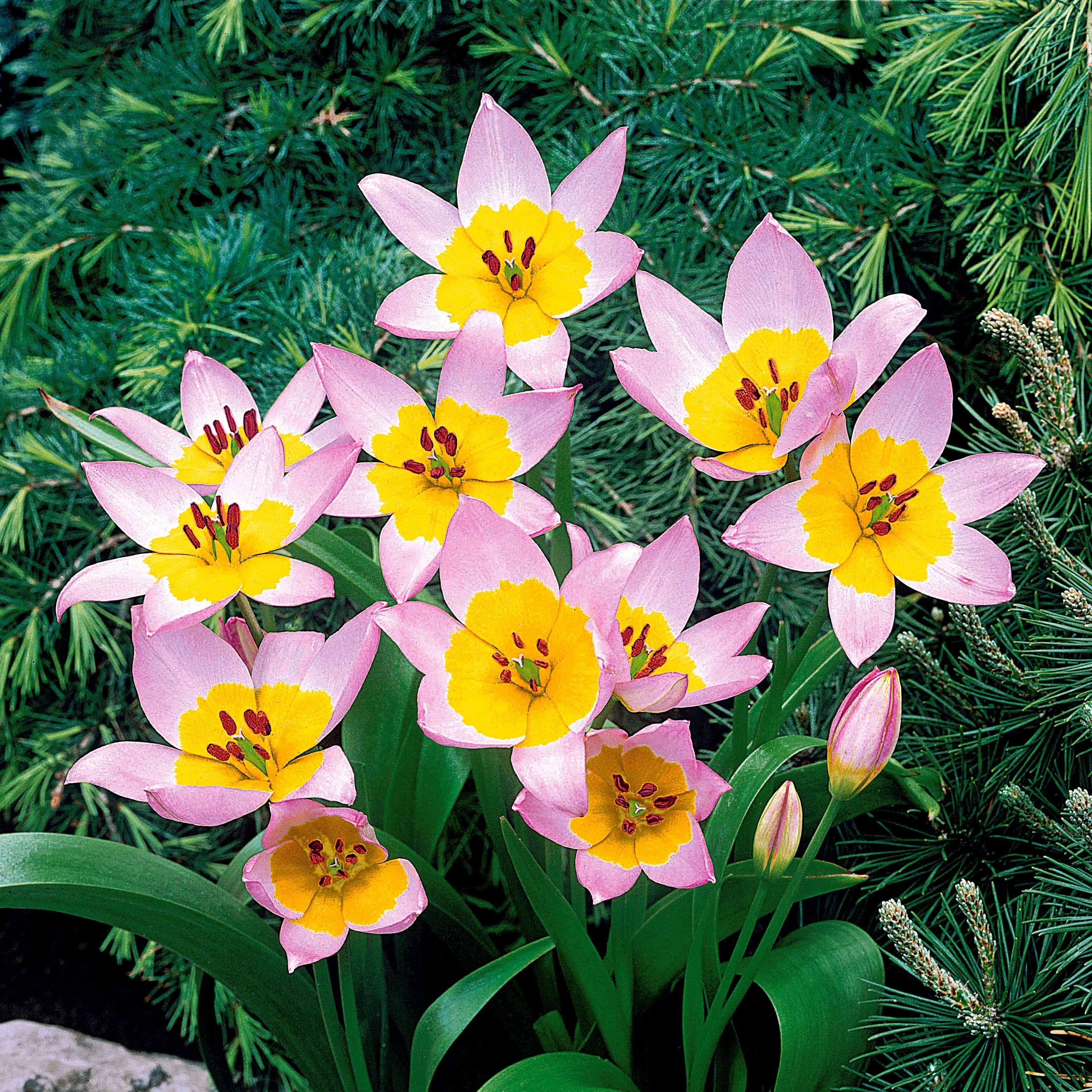Wildtulpen Bakeri Lilac Wonder (x10) - Image 5