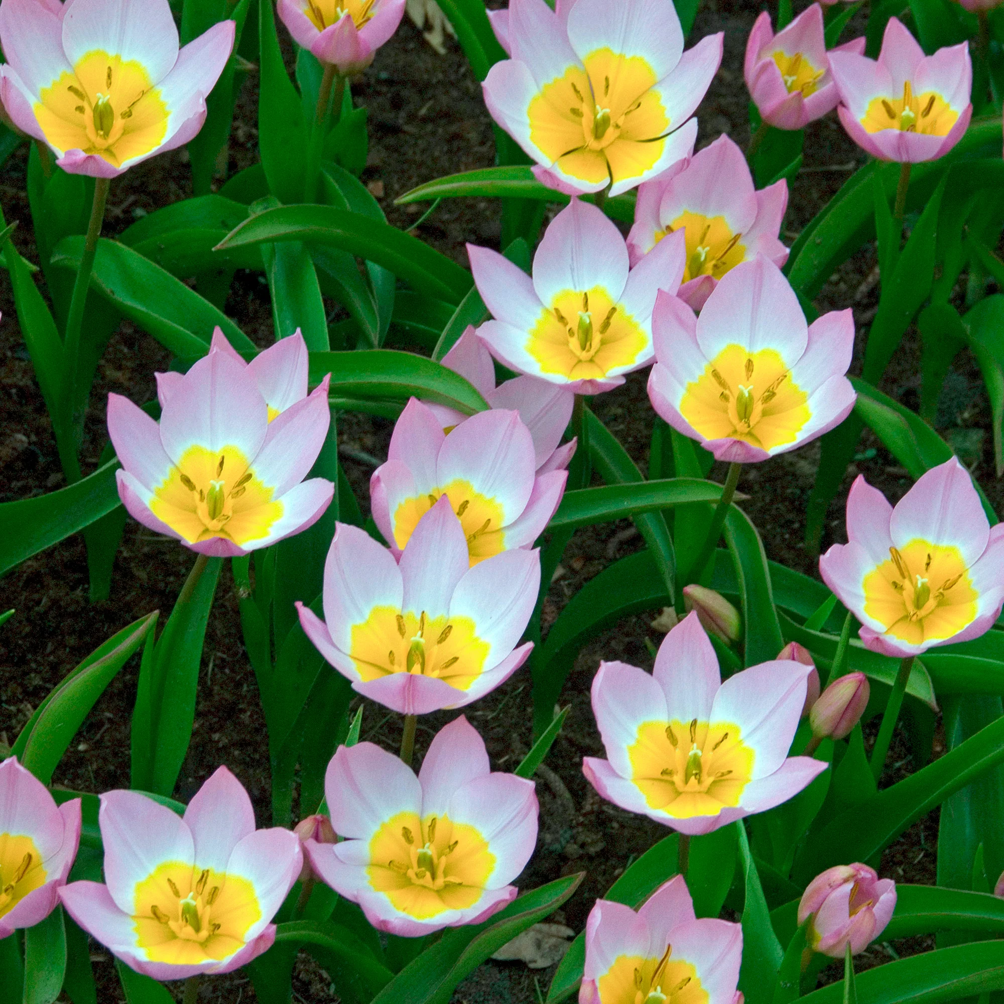 Wildtulpen Bakeri Lilac Wonder (x10) - Image 6