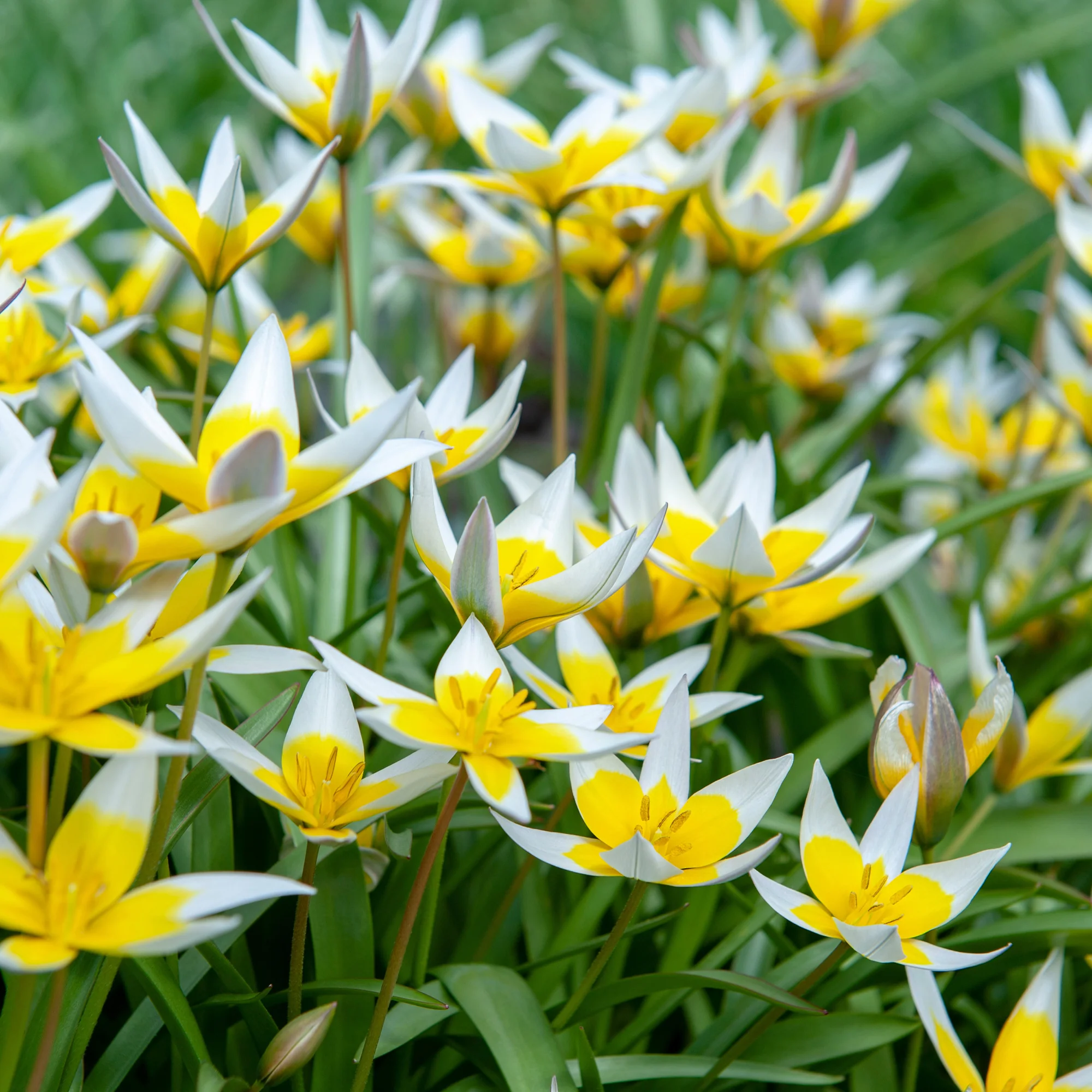 Wildtulpen Tarda (x10) - Image 5