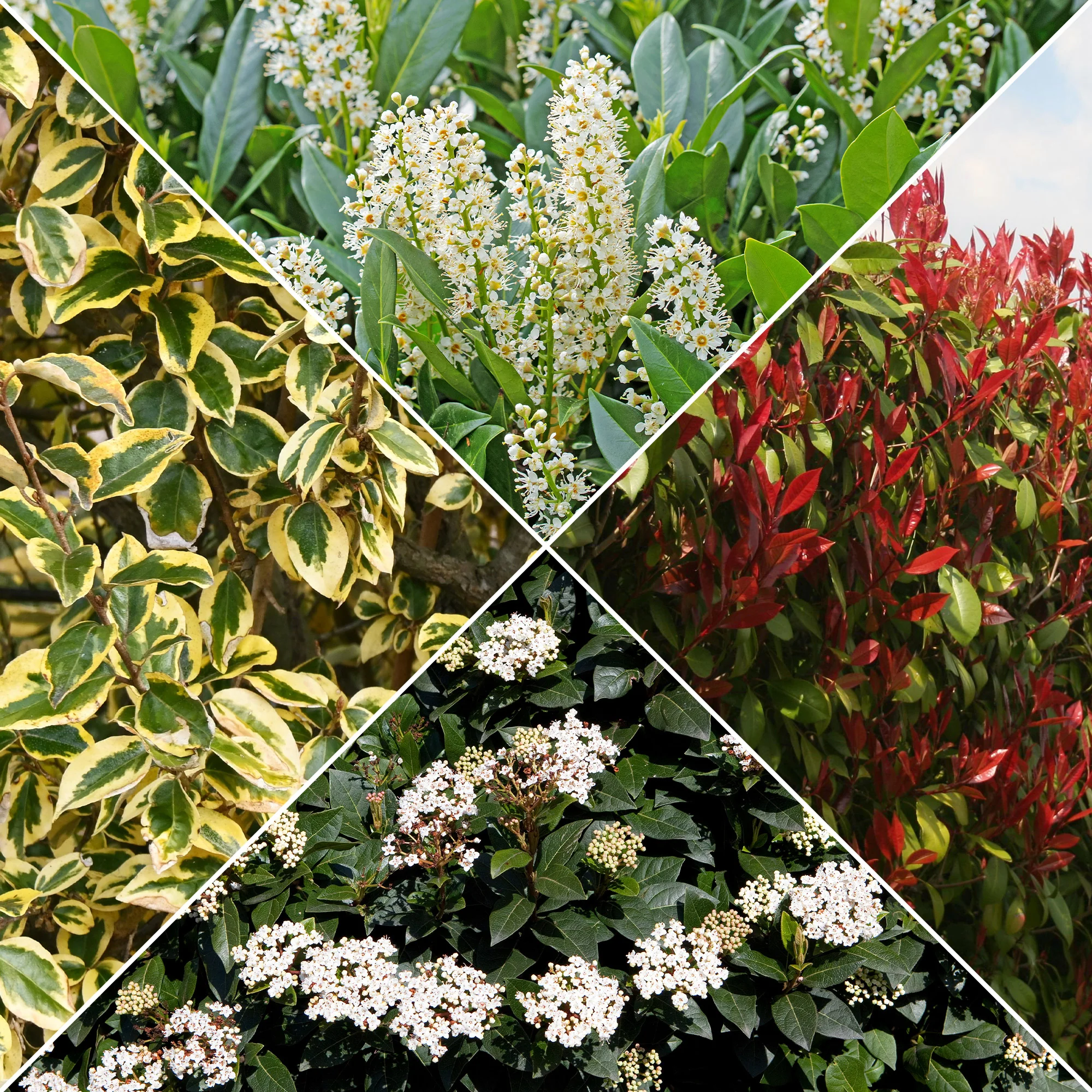 Wintergroene haag (x4)