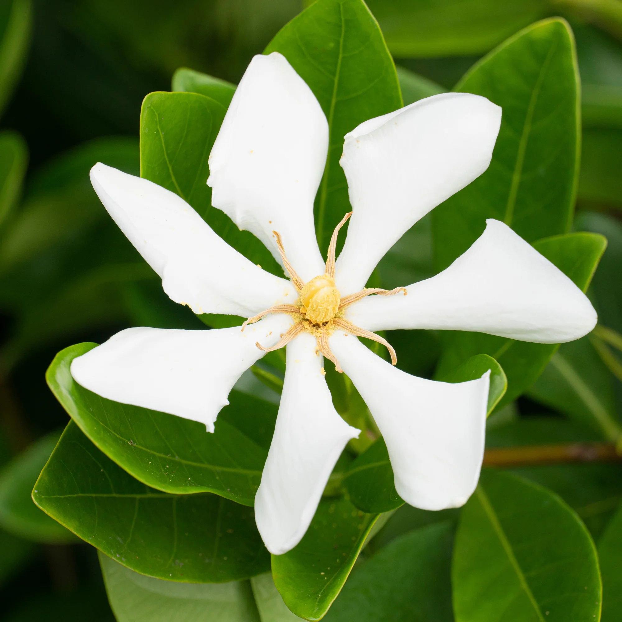 Wintergroene jasmijn Pinwheel