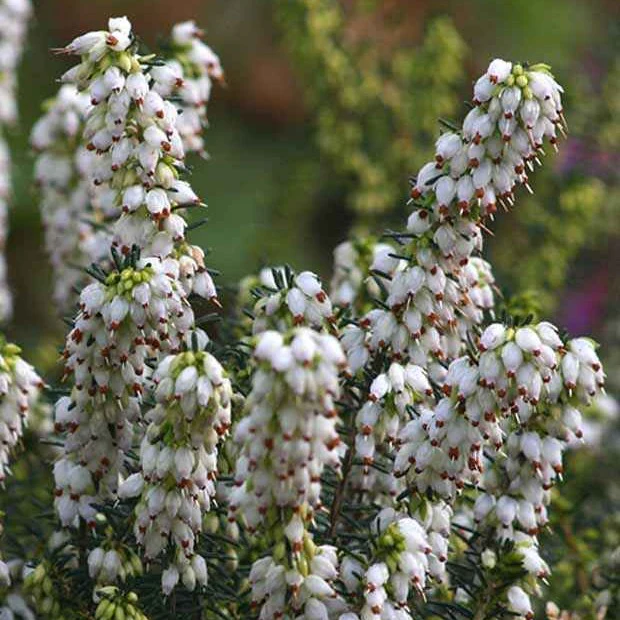 Winterheide 'Katia'