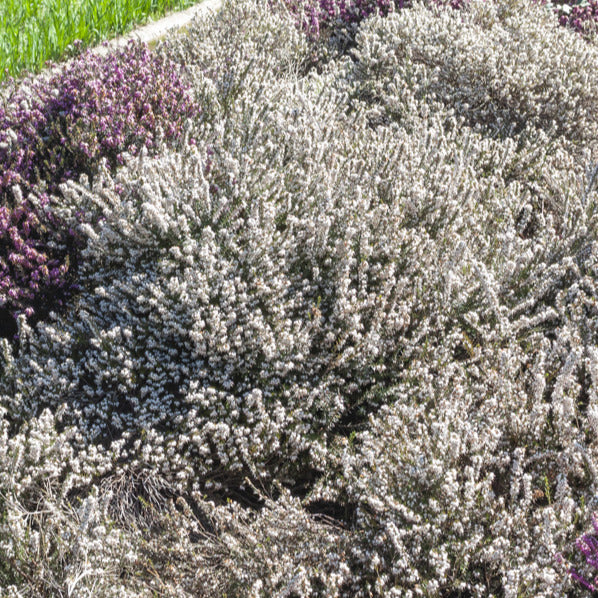 Winterheide 'Snow Queen'