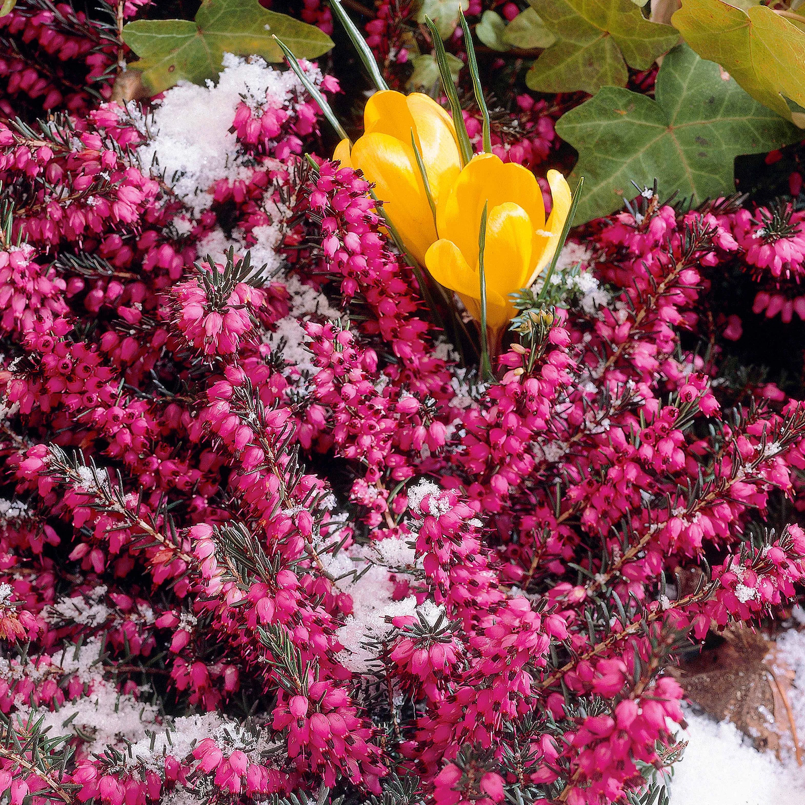 Winterheide 'Winter Belles ® 'Lucie' - Image 2