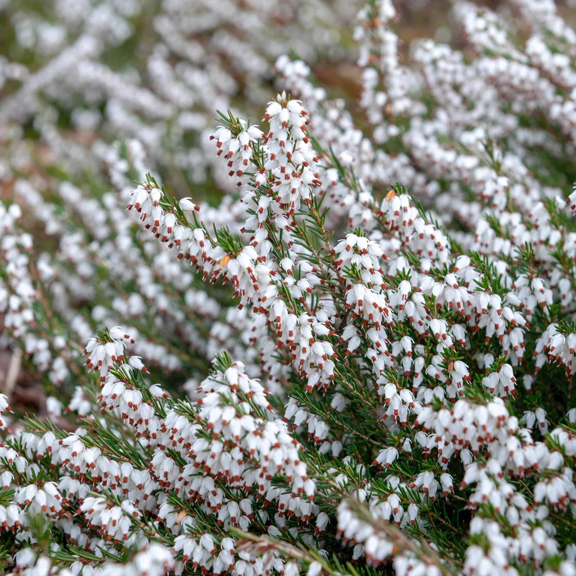 Winterheide - wit (x3) - Image 2