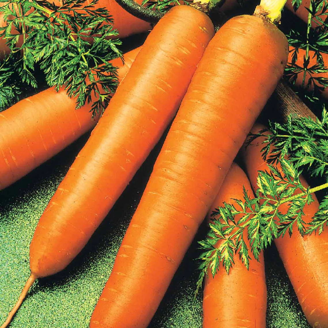 Winterwortel 'Colmar' - rood hart - BIO - Image 2