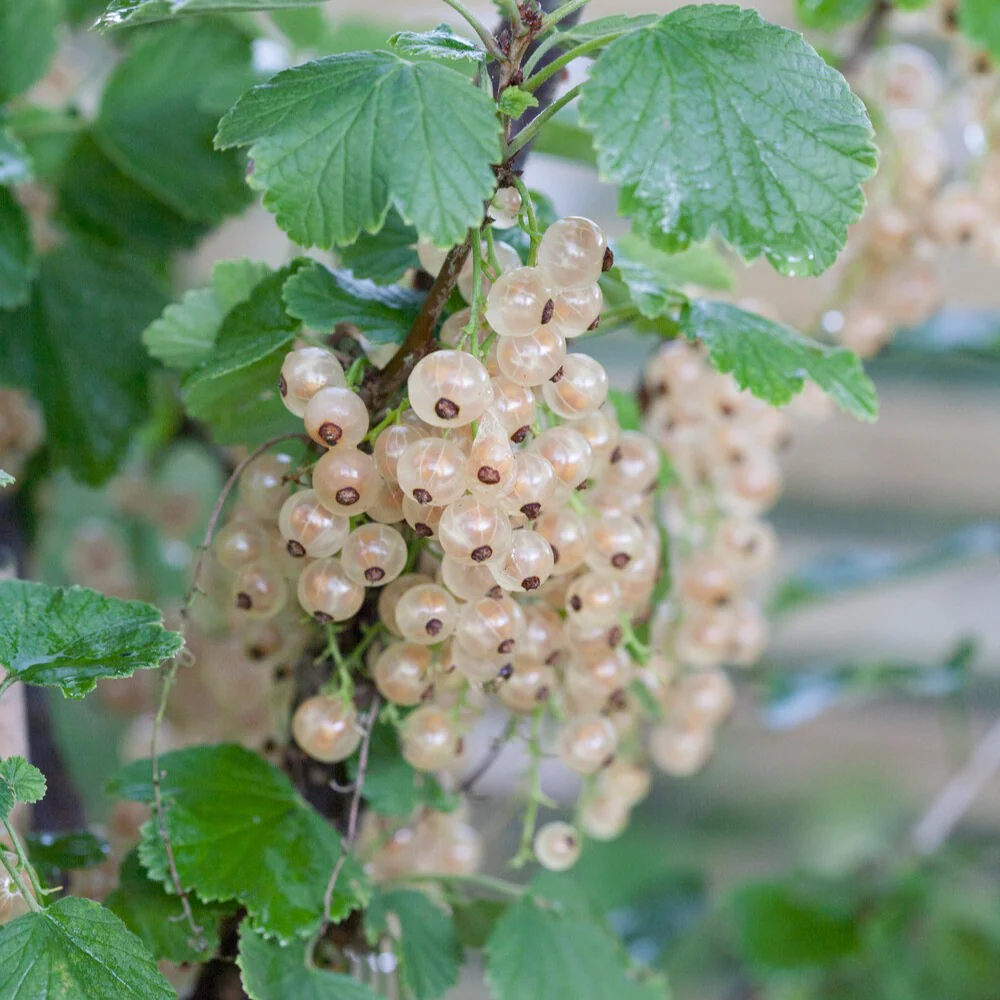 Witte aalbes 'Witte Hollander'