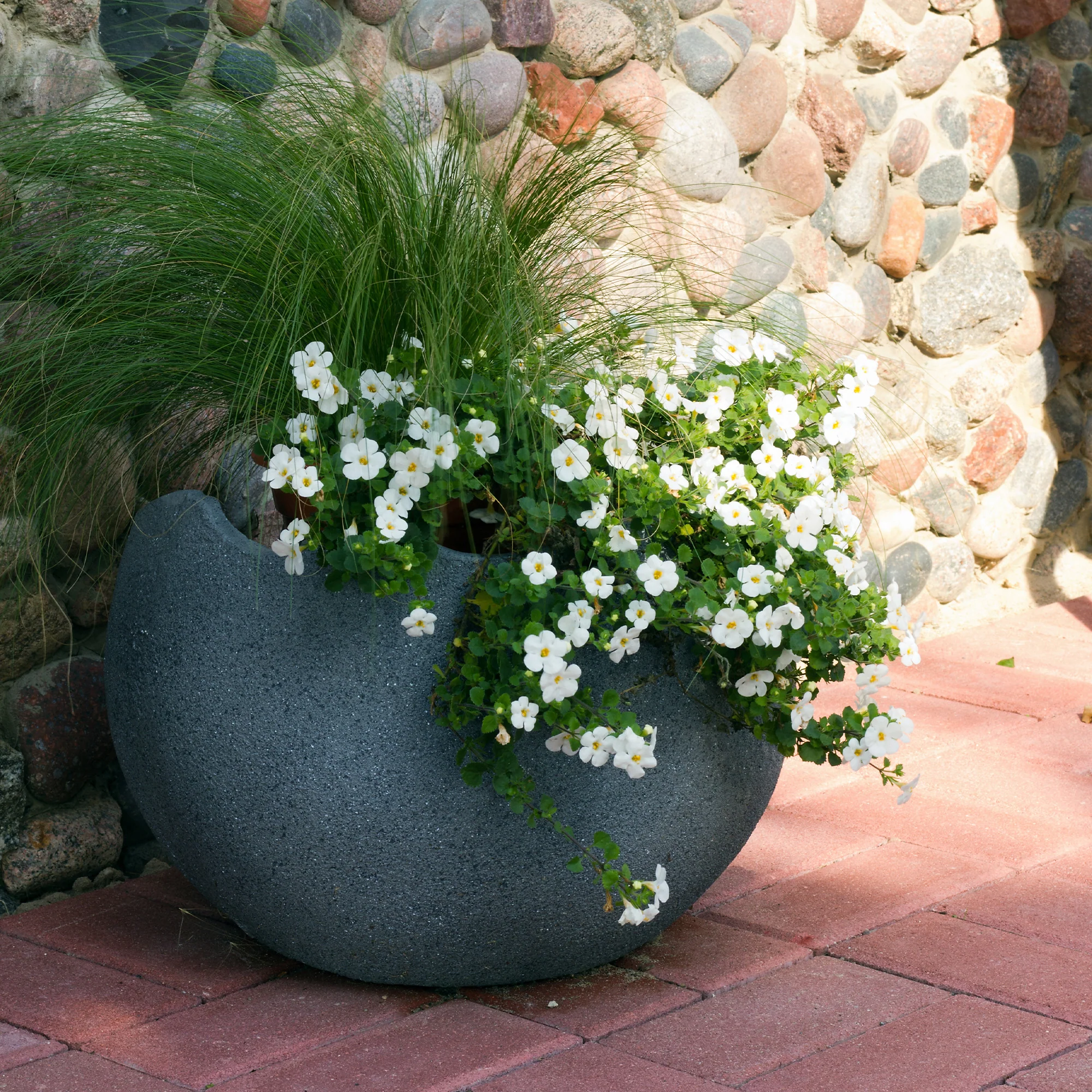 Witte bacopa - Image 2