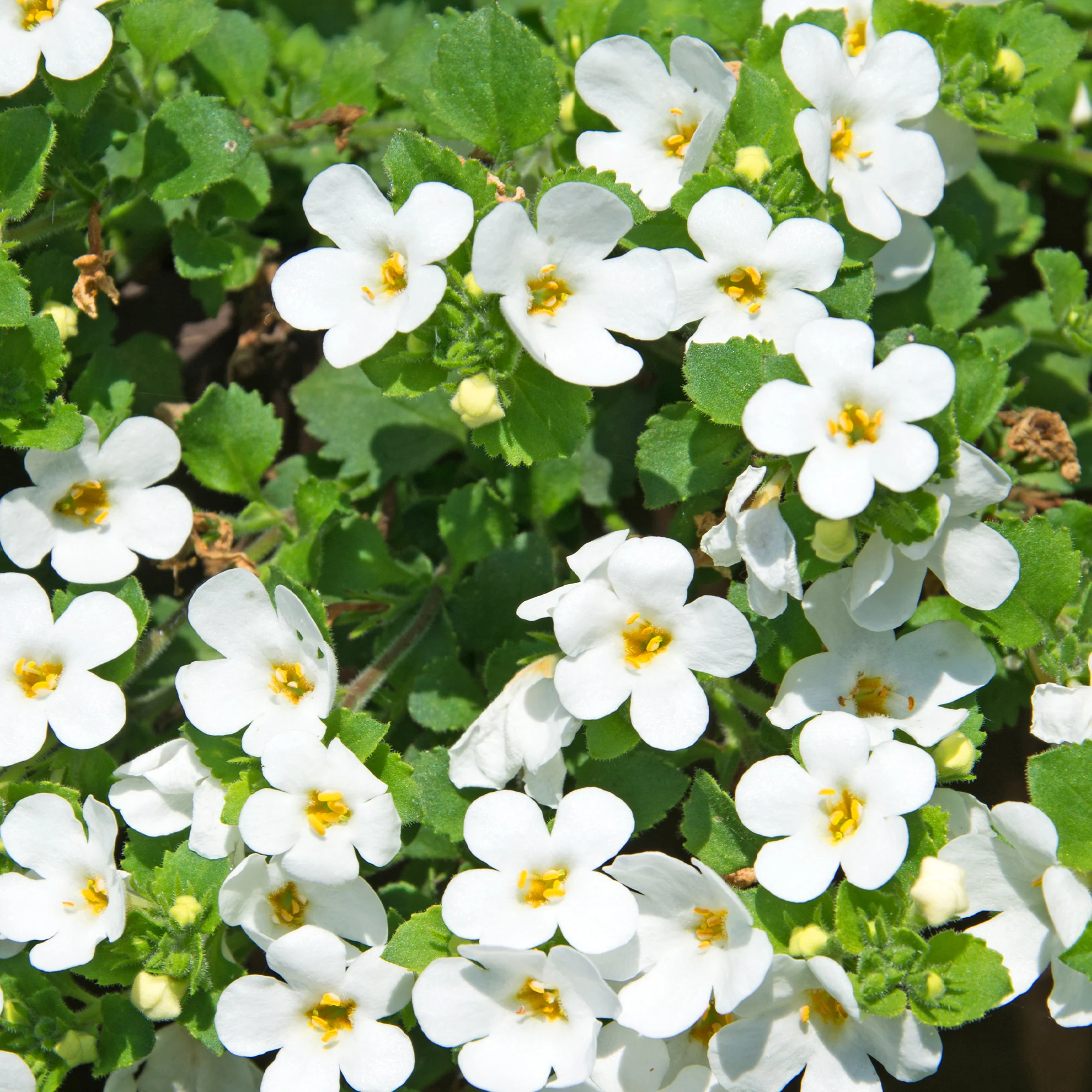 Witte bacopa - Image 3