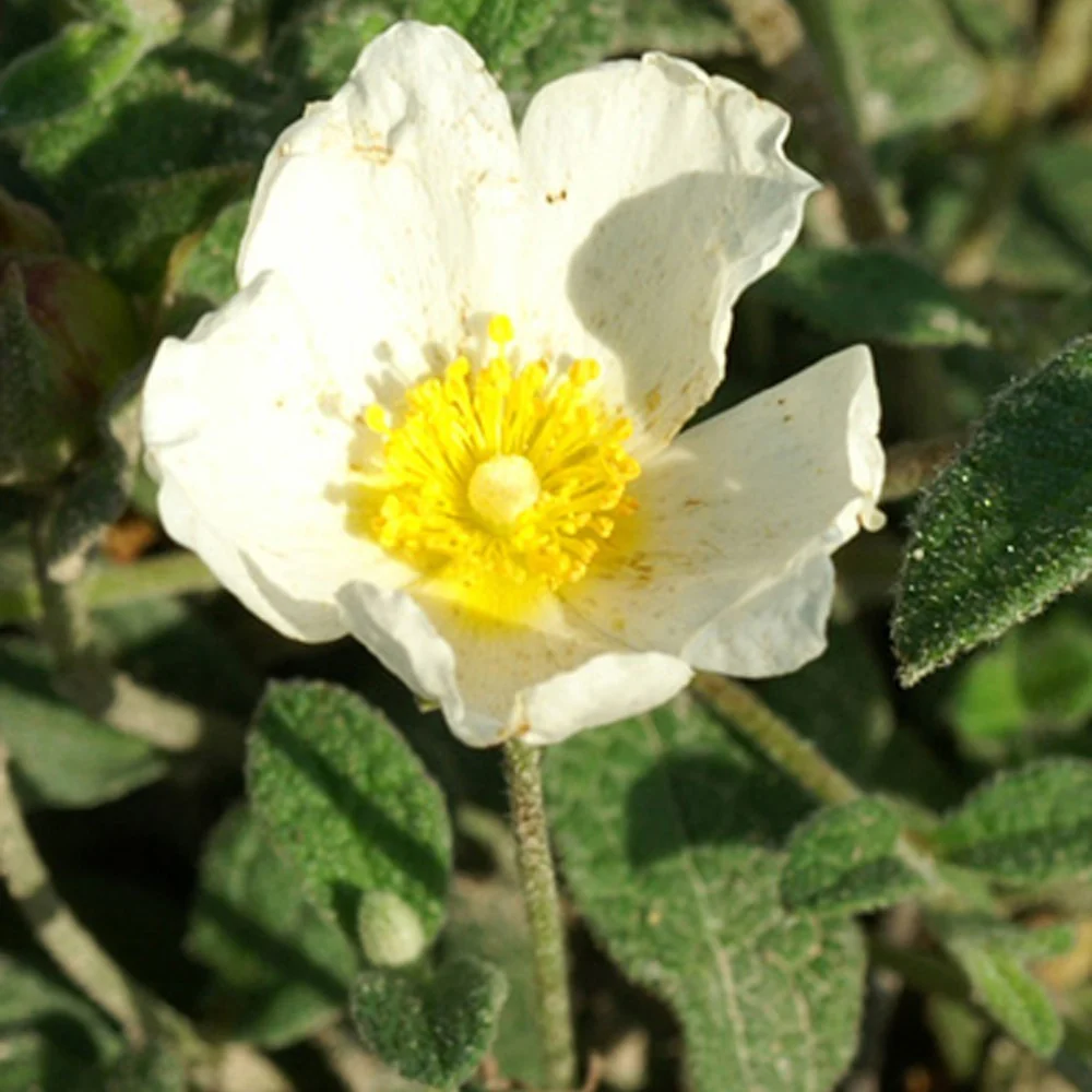 Witte cistusroos