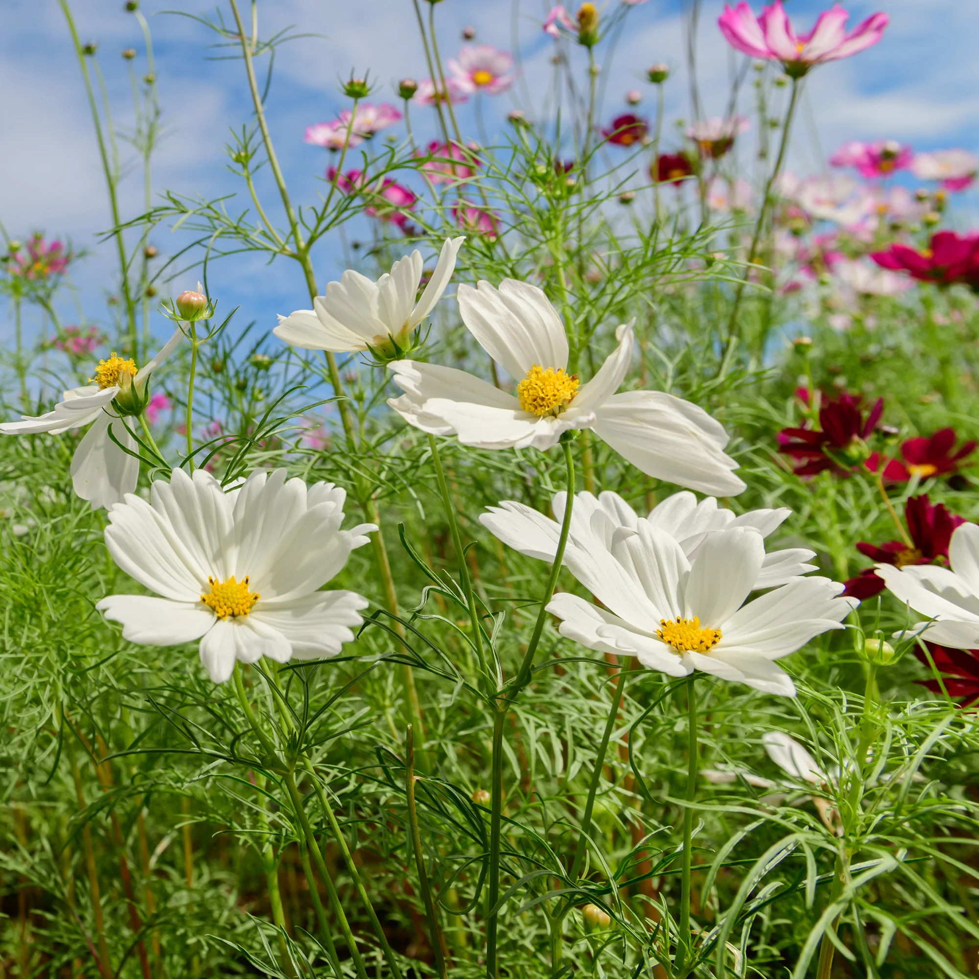 Witte Cosmos - Image 2