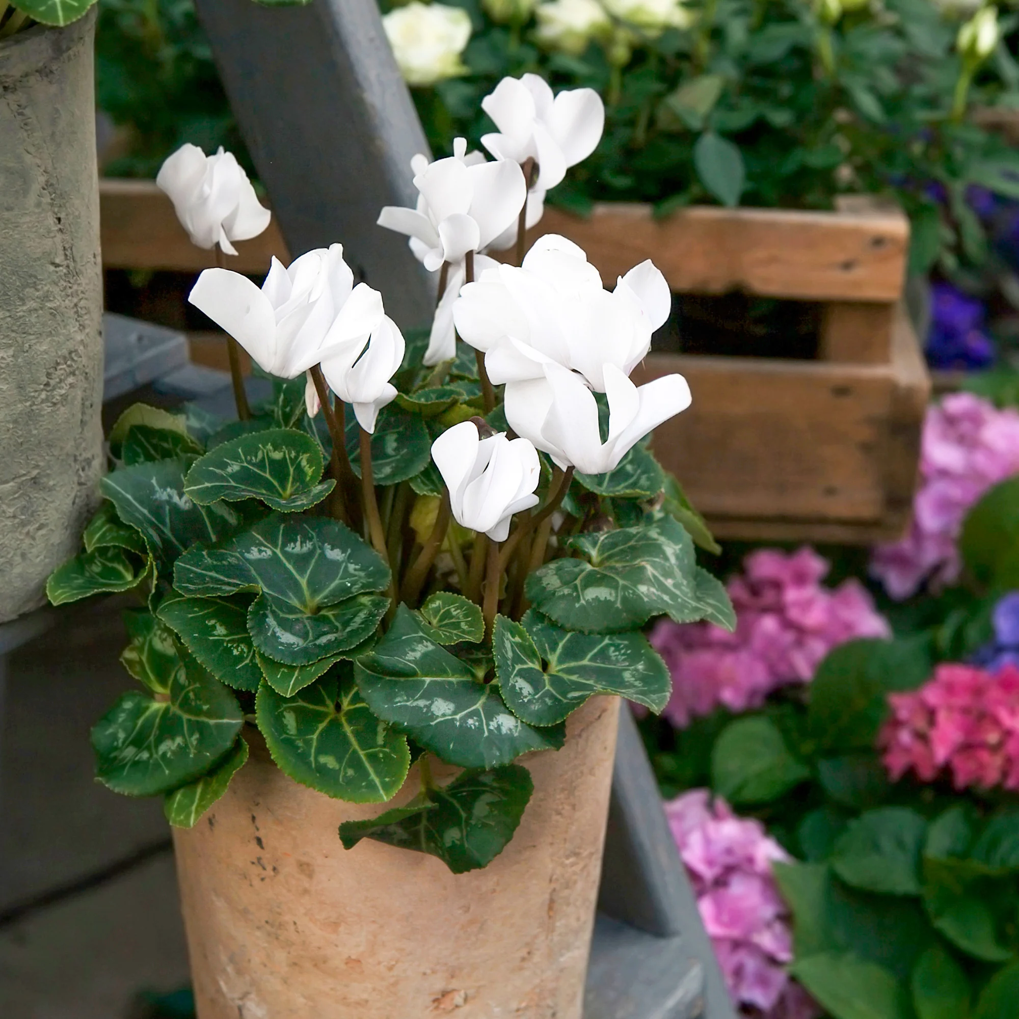 Witte cyclaam (x3) - Image 5