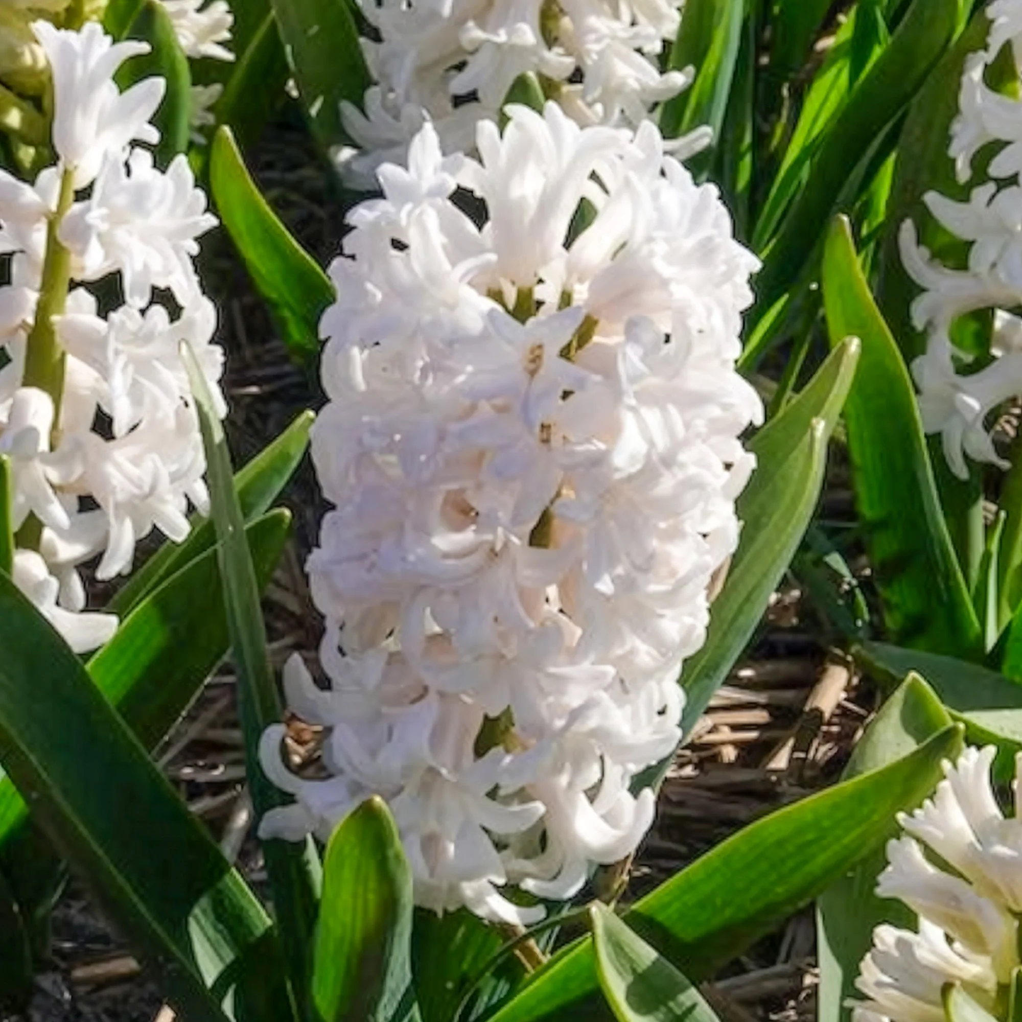 Witte Hyacinthen (x3) - Image 3