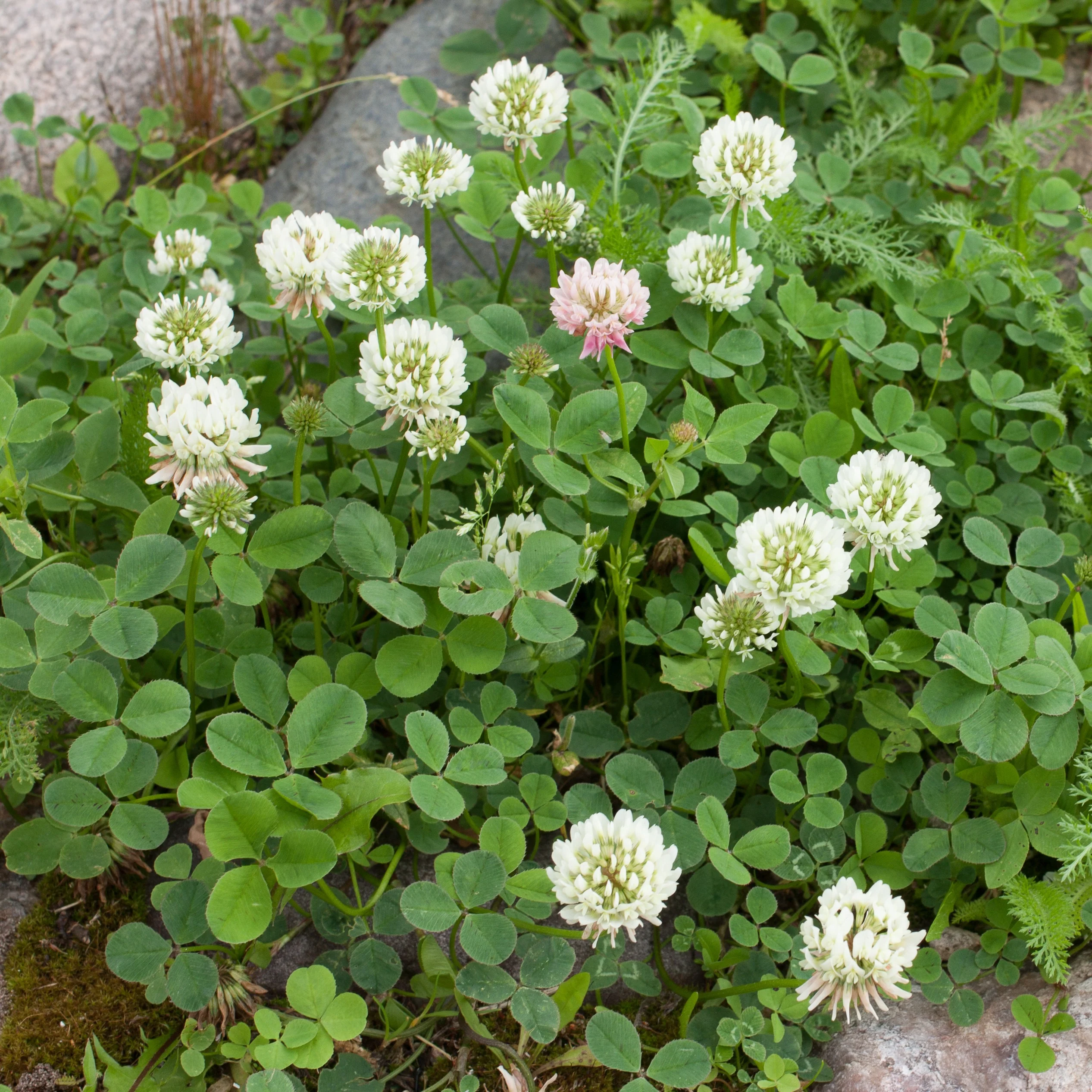 Witte klaver - Image 3