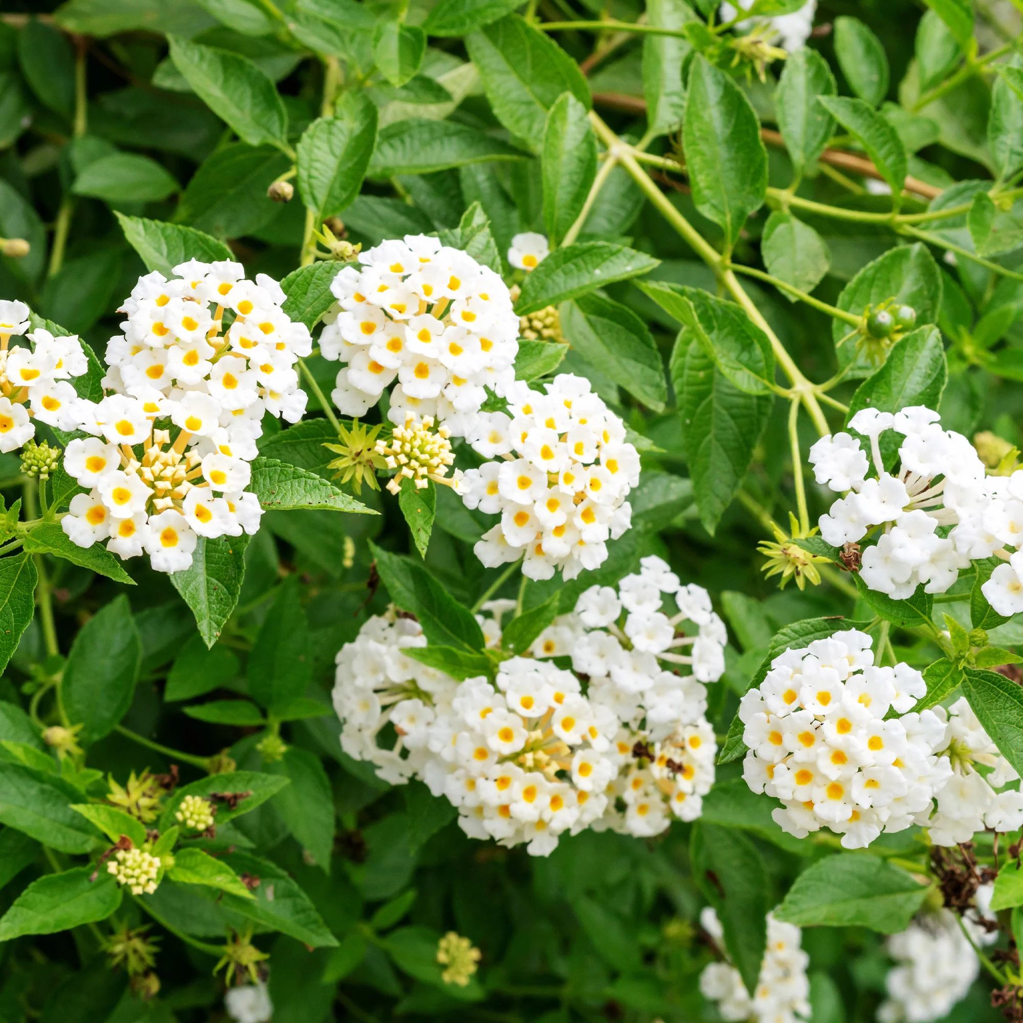Witte Lantana - Wisselbloem