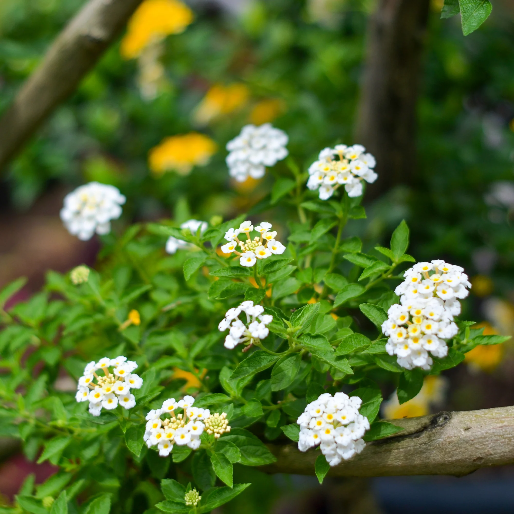 Witte Lantana - Wisselbloem - Image 3