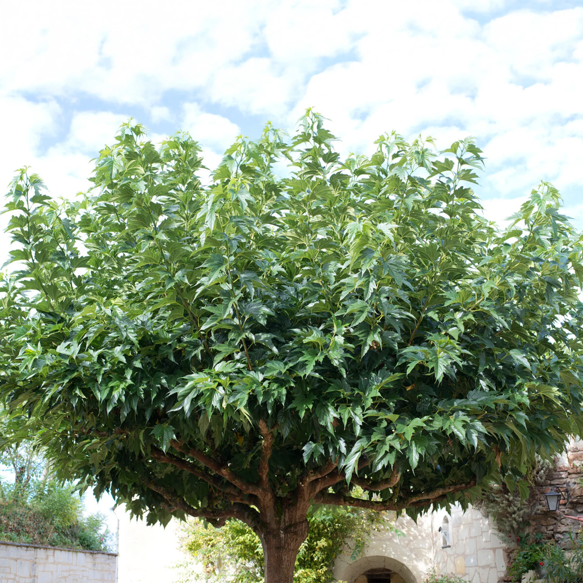 Witte moerbei 'Macrophylla'
