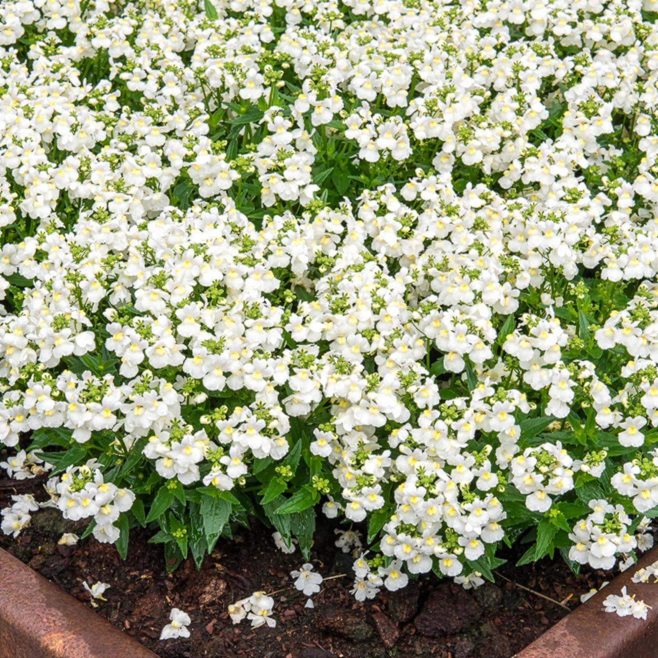 Witte Nemesia