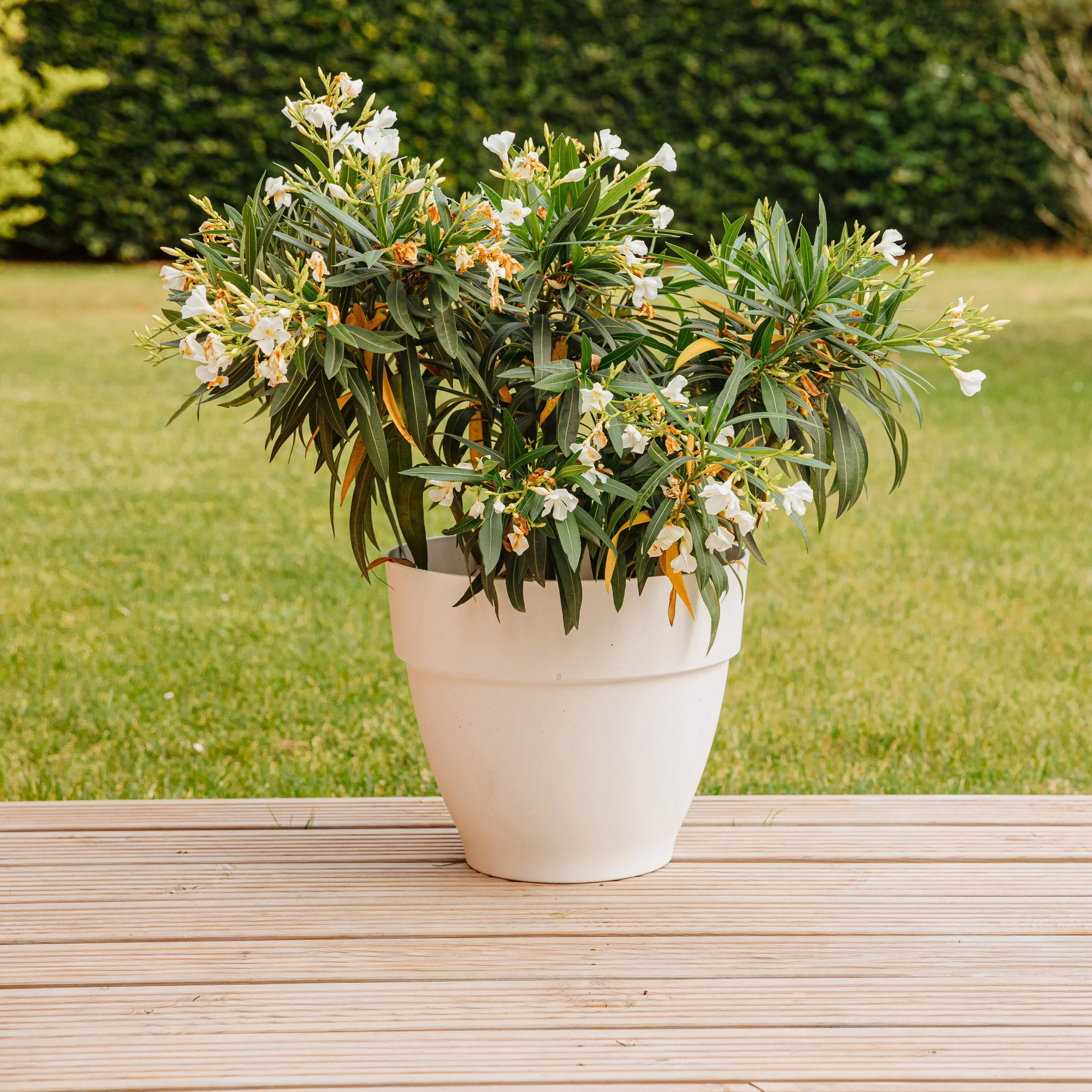 Witte Oleander