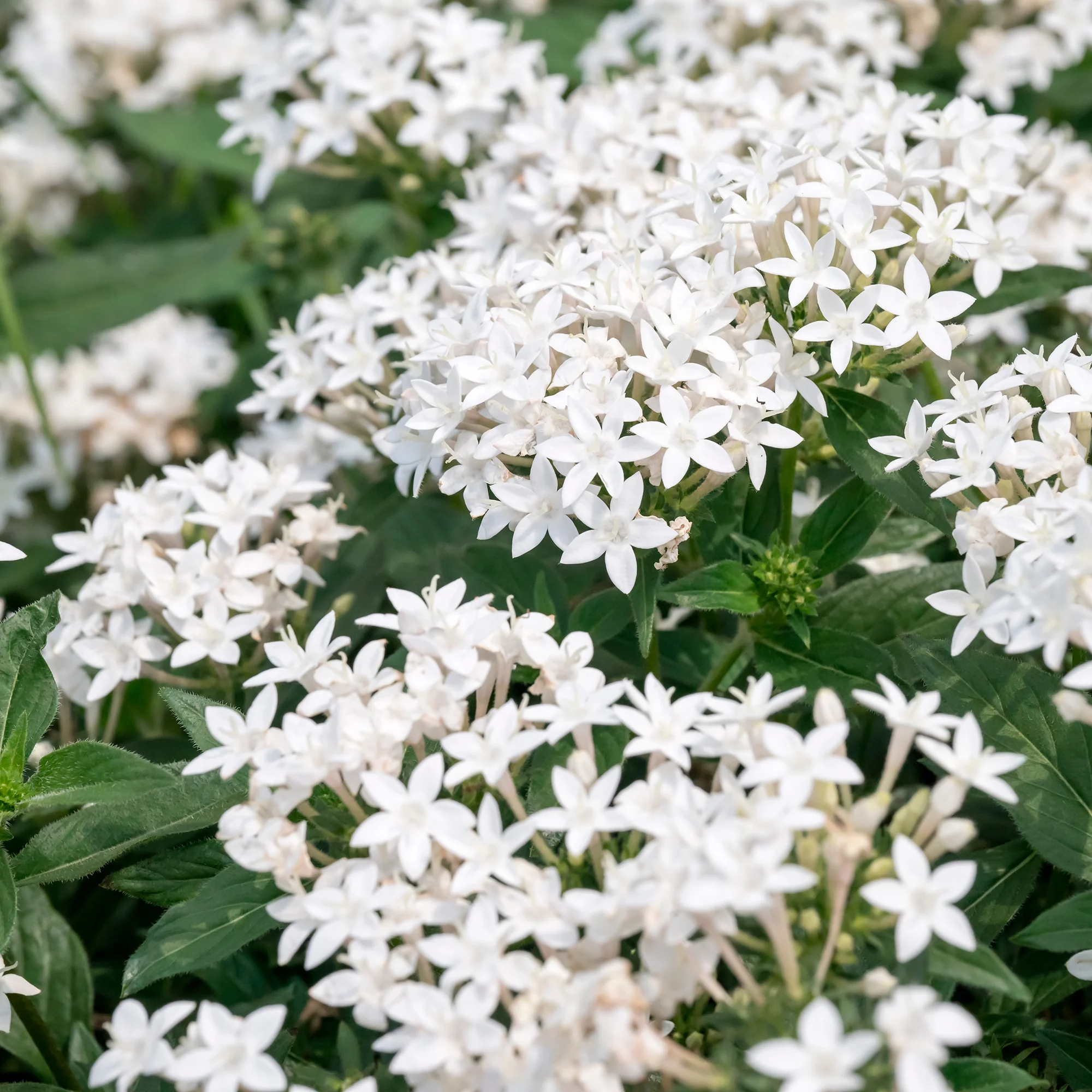 Witte pentas - Egyptische sterbloem - Image 2