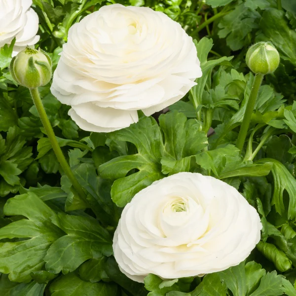 Witte Ranonkels - Image 2