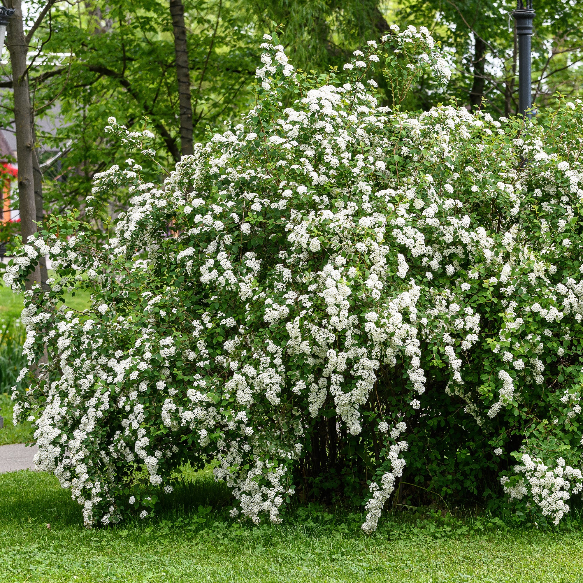 Witte Spierstruik
