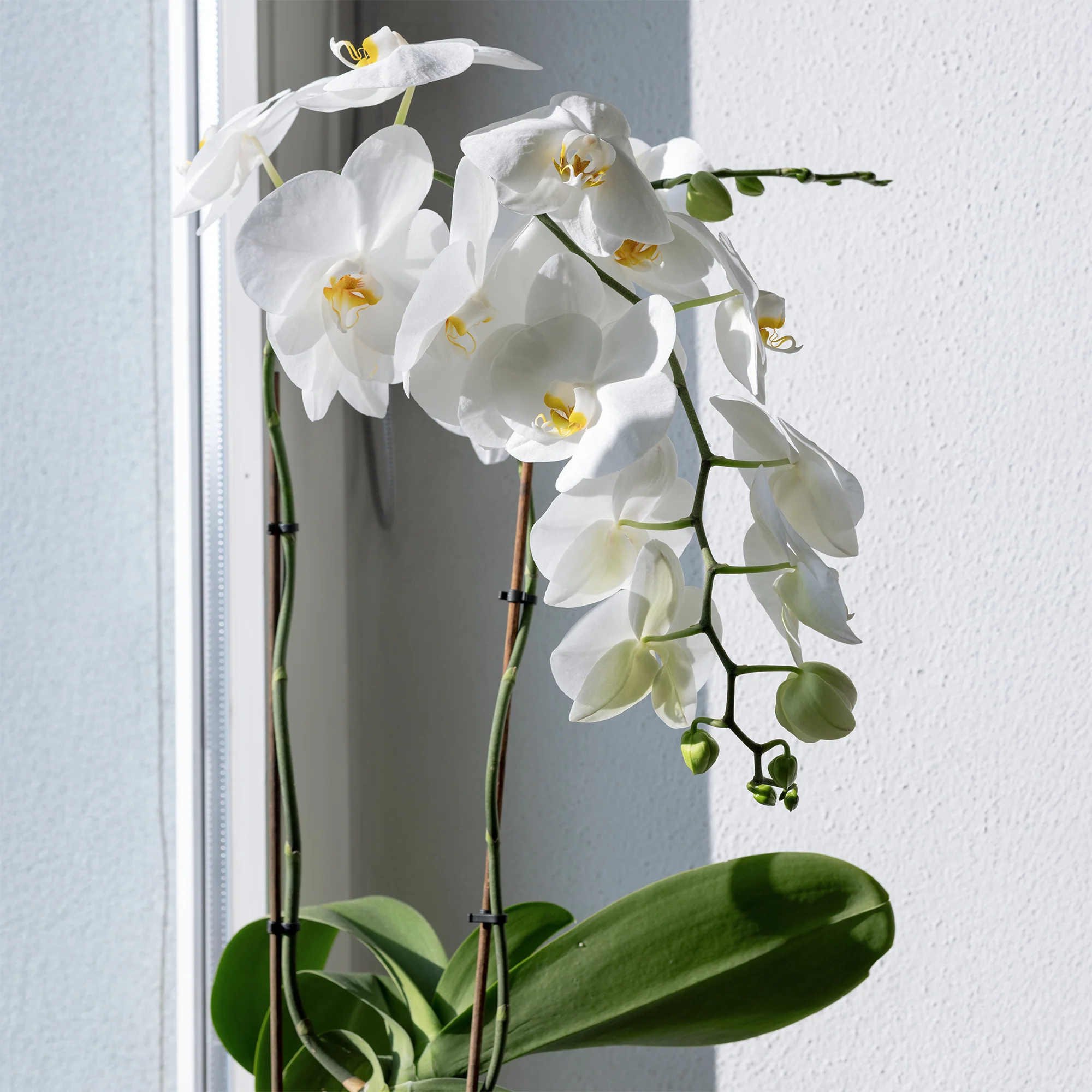 Witte vlinderorchidee - Image 2