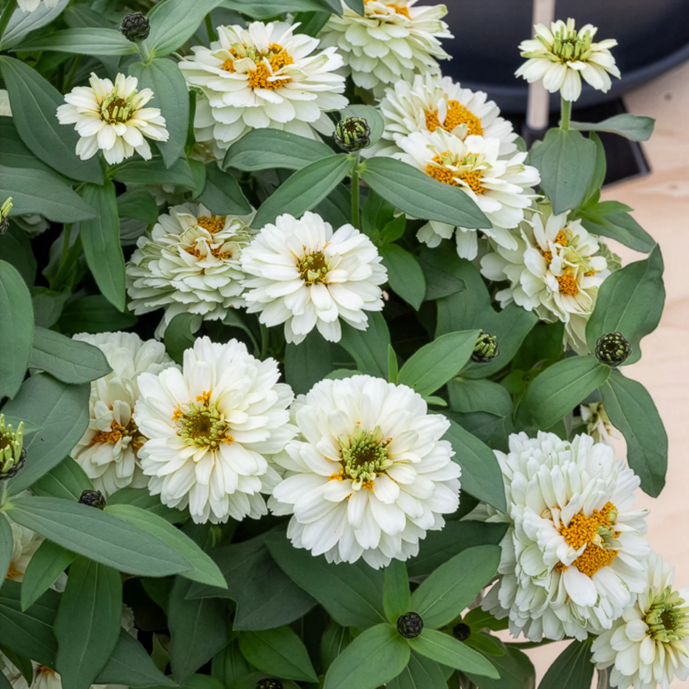 Witte Zinnia