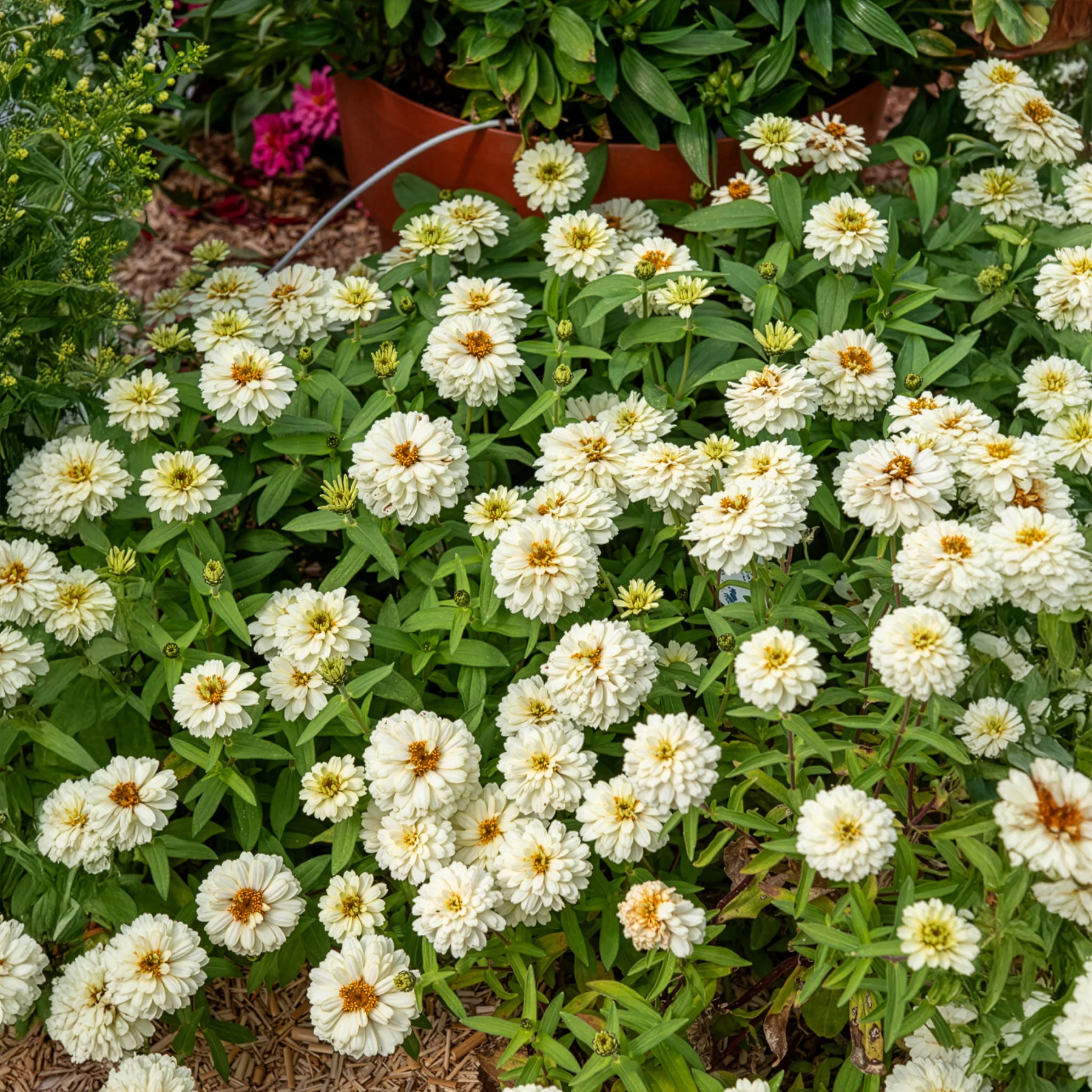 Witte Zinnia - Image 3