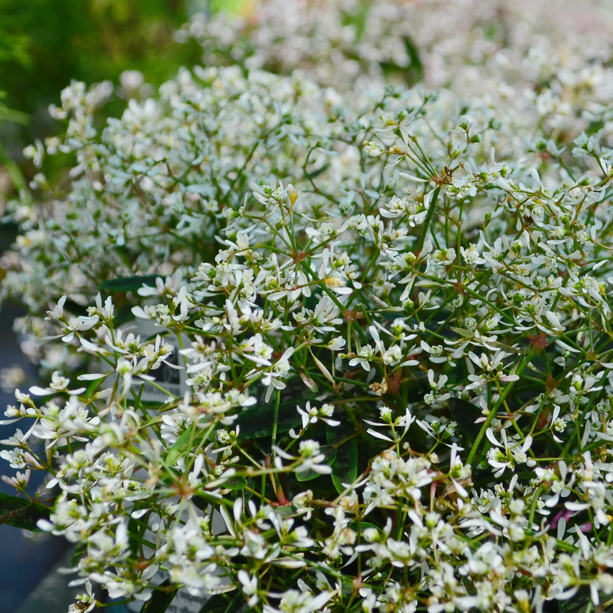 Nieuwe tuinplanten