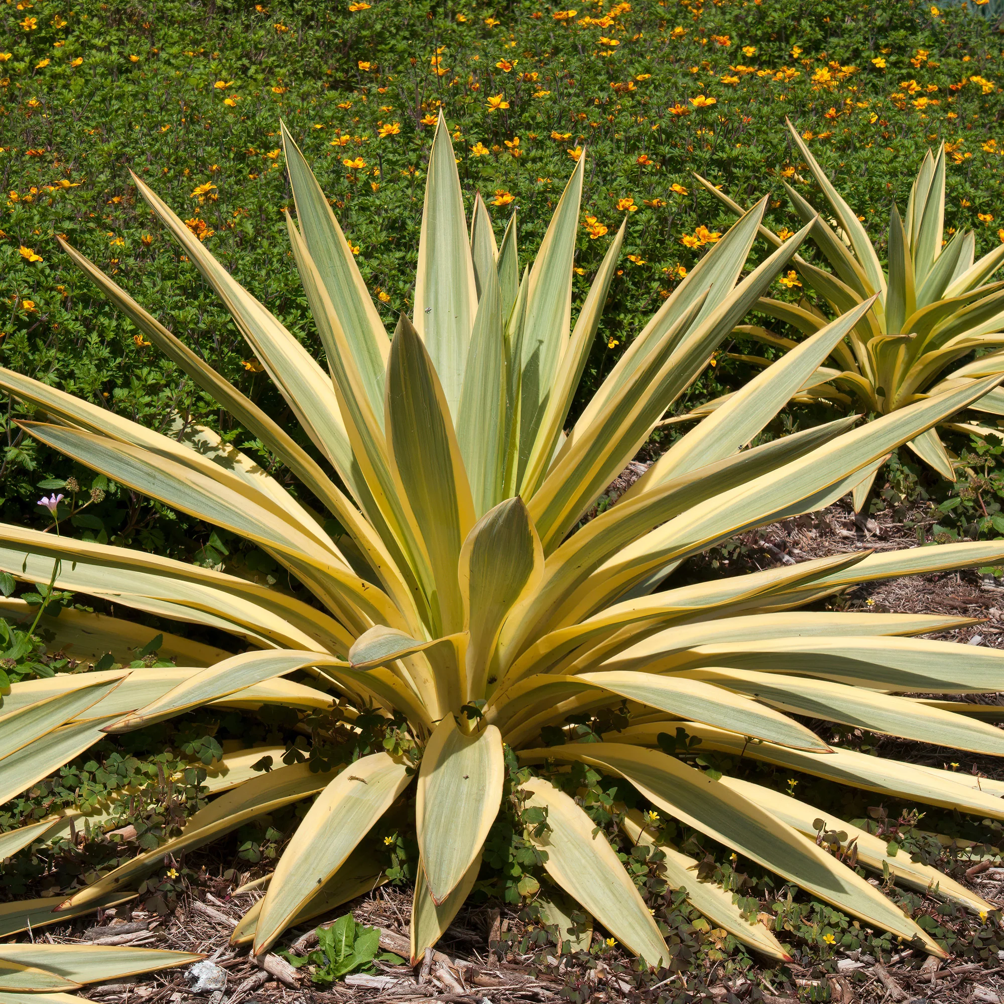 Yucca filamentosa Citrus twist® / Palmlelie - Image 2