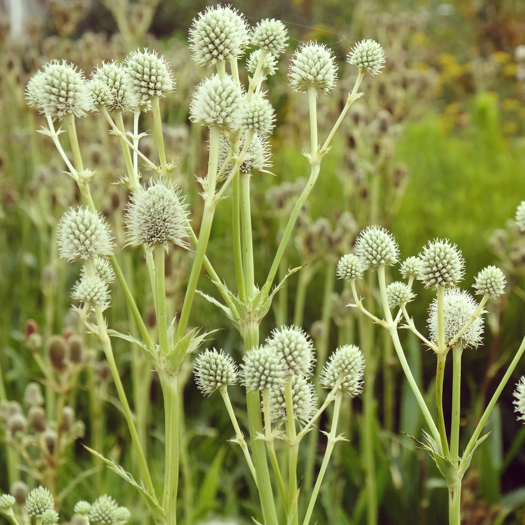 Yuccabladige Kruisdistel - Image 3