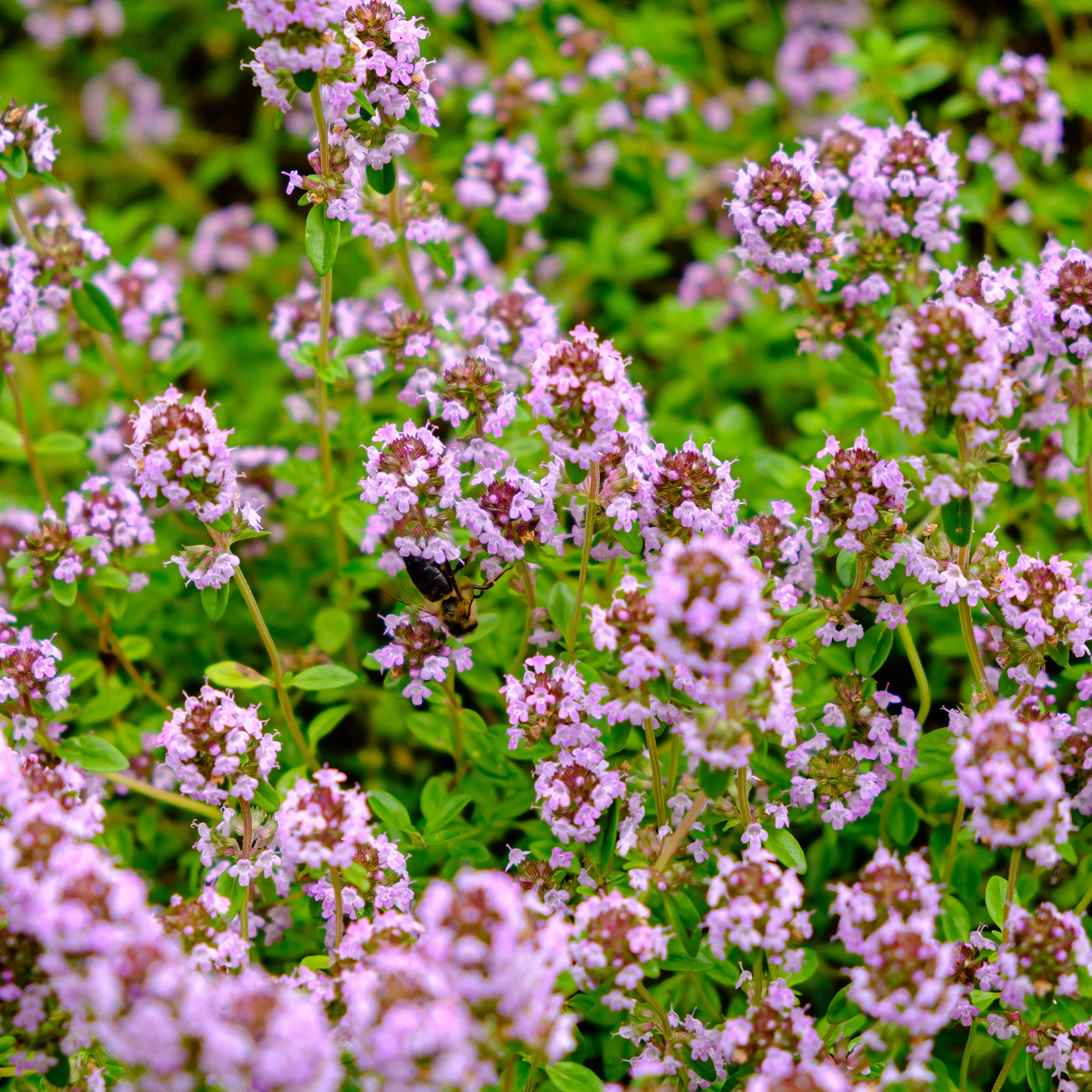Zaaimat Roze bloemen - Image 2