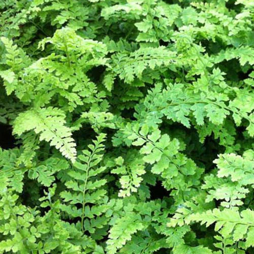 Zachte naaldvaren 'Proliferum Wollaston'
